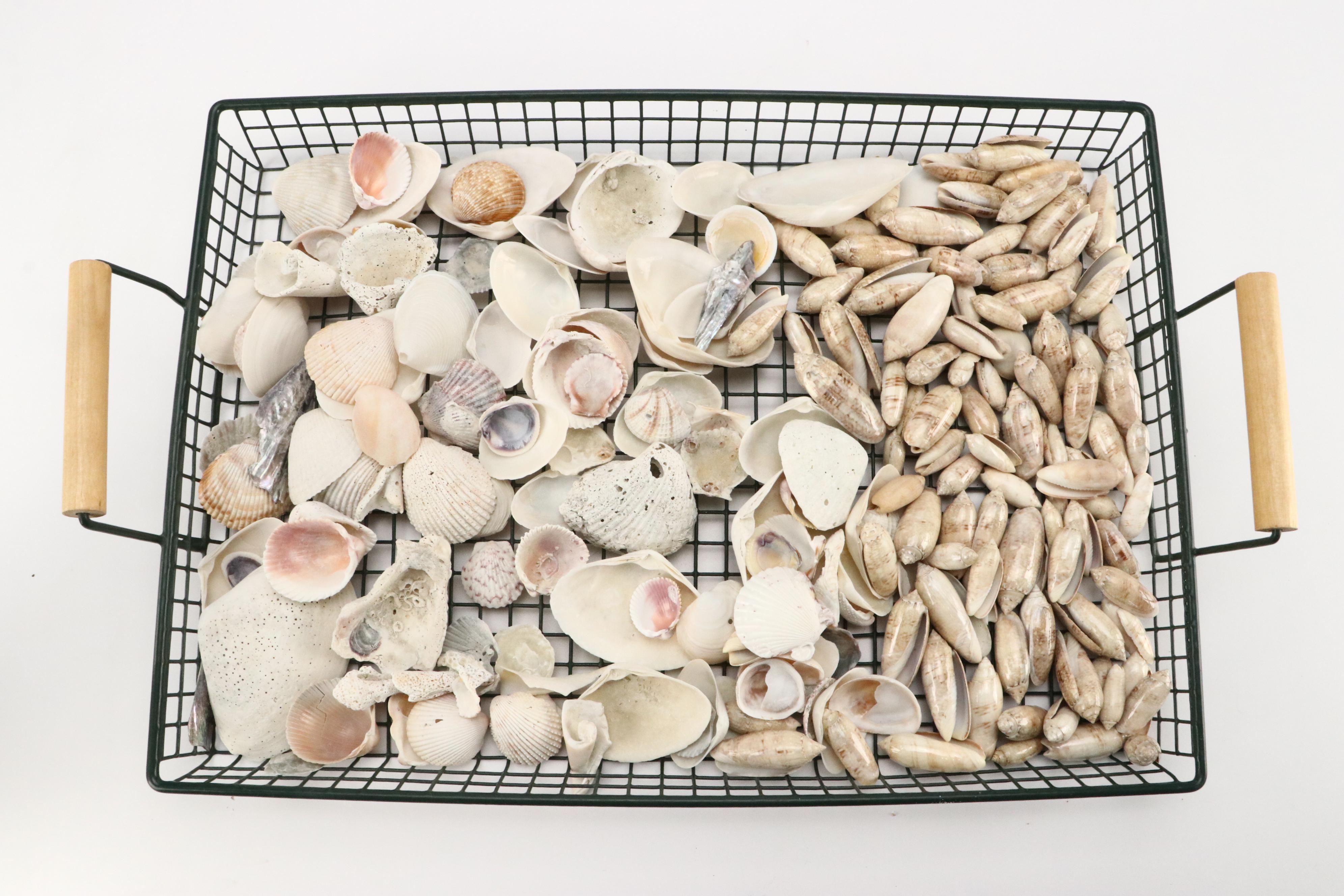 Queen Conch with Triton, Murex, and Other Seashells, LED Candles & More