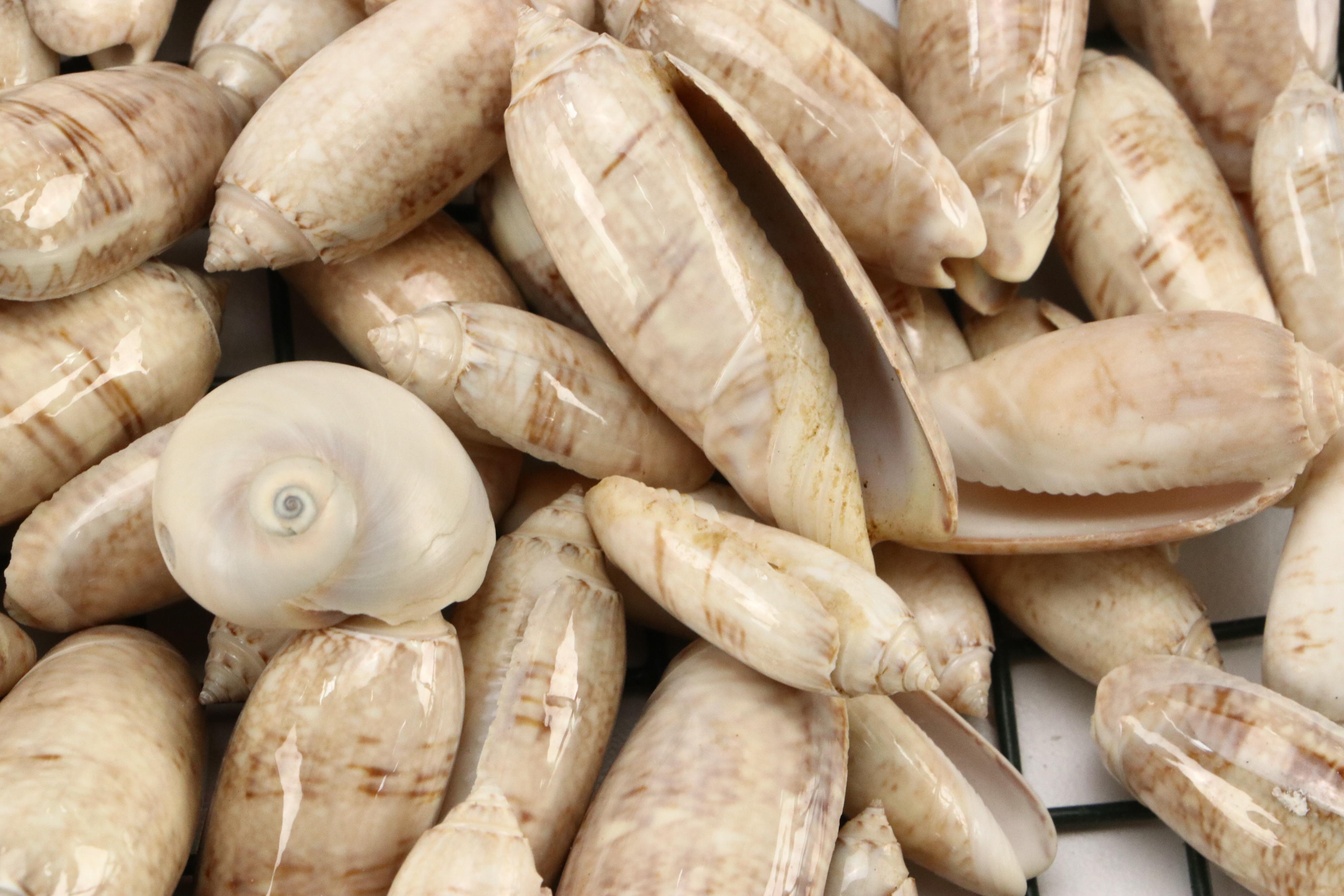 Queen Conch with Triton, Murex, and Other Seashells, LED Candles & More