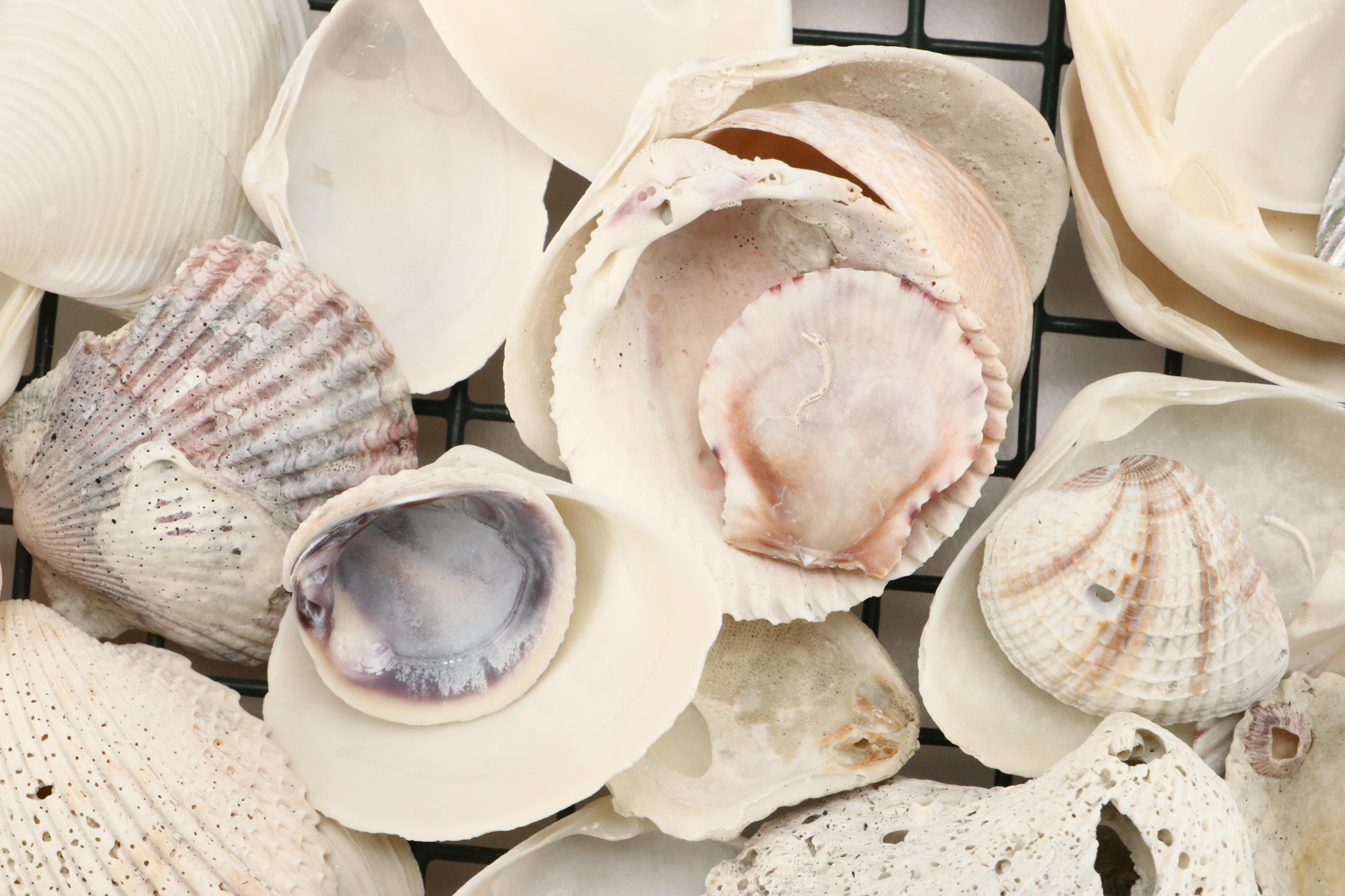 Queen Conch with Triton, Murex, and Other Seashells, LED Candles & More