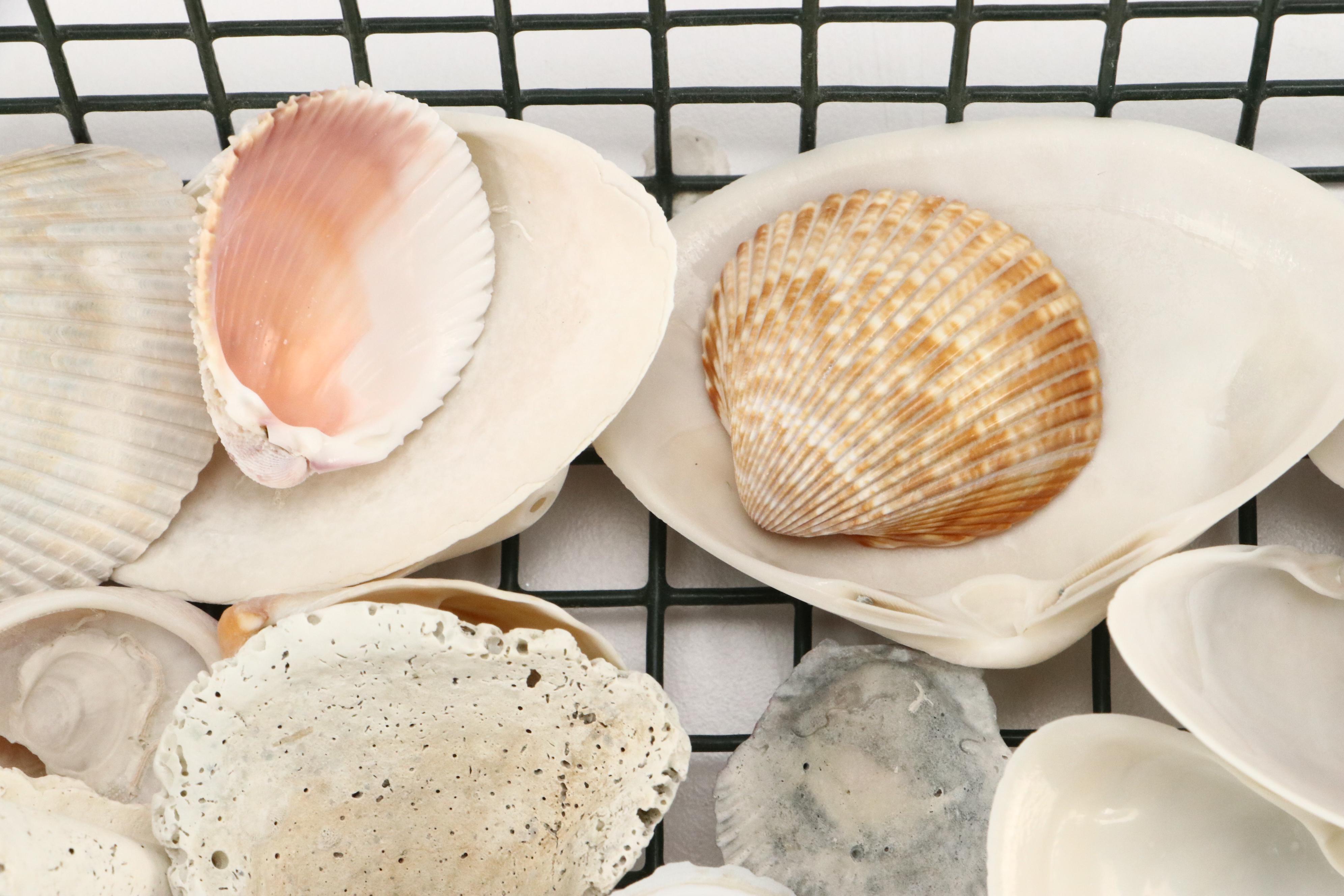 Queen Conch with Triton, Murex, and Other Seashells, LED Candles & More