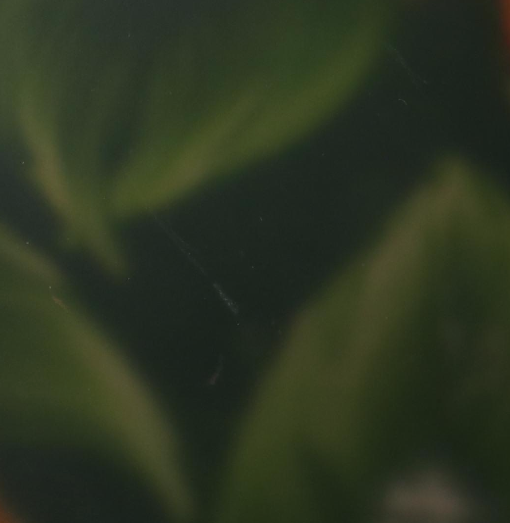 Art Nouveau Style Bronzed Metal Table Lamp with Reverse Painted Poinsettia Shade