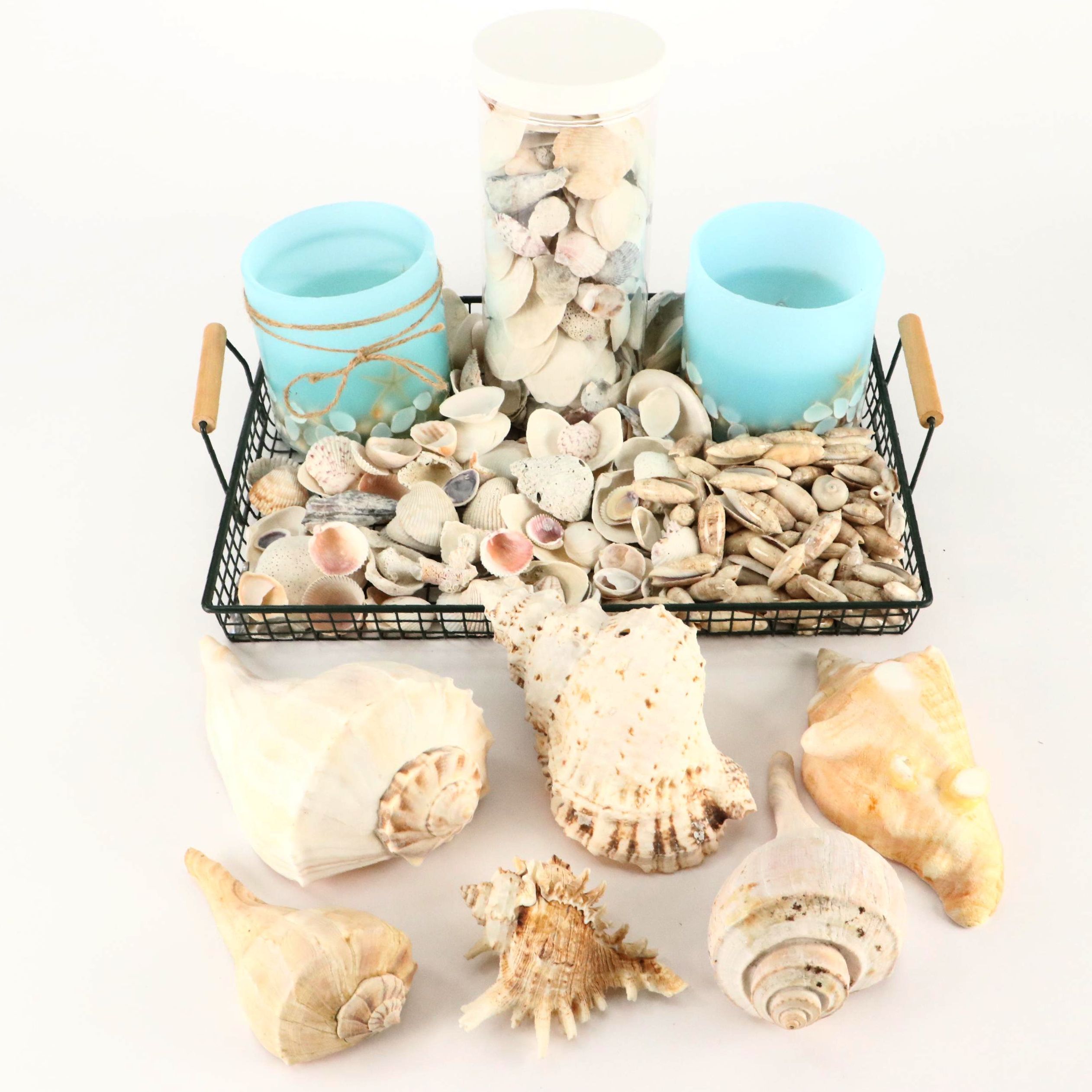 Queen Conch with Triton, Murex, and Other Seashells, LED Candles & More