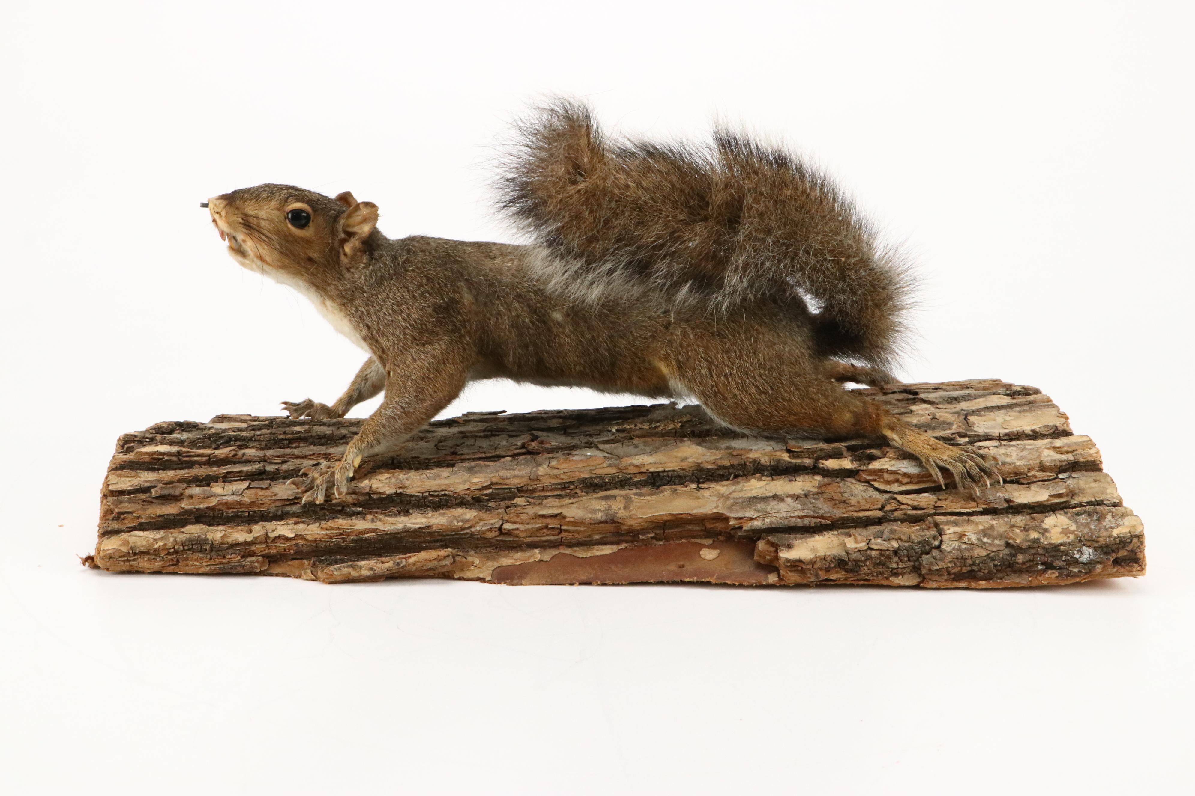 Taxidermy Eastern Gray Squirrel on Pine Bark Plank