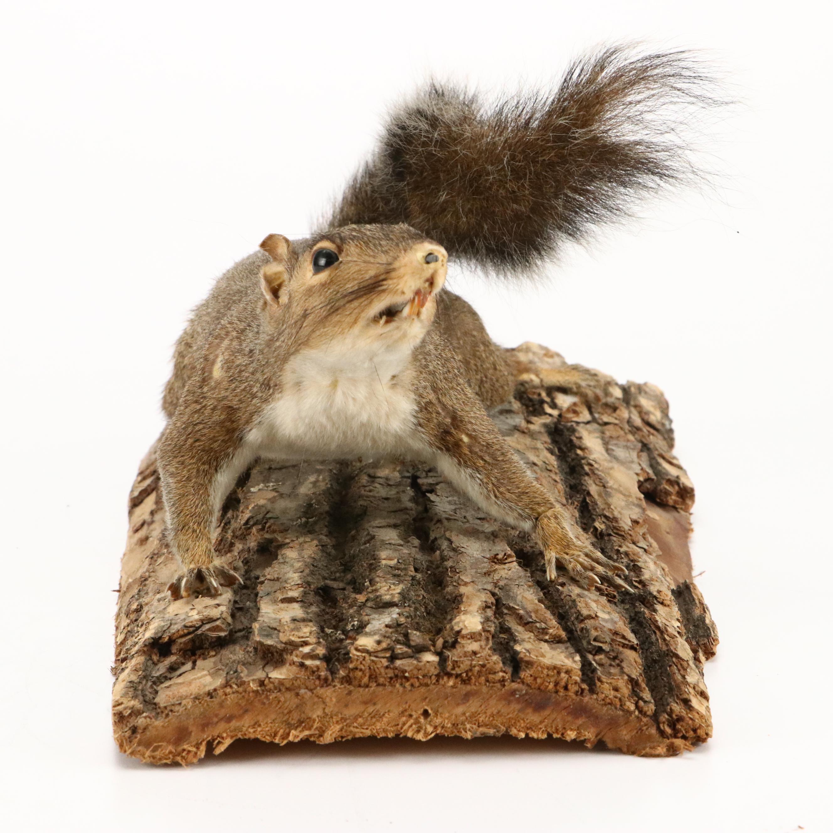 Taxidermy Eastern Gray Squirrel on Pine Bark Plank
