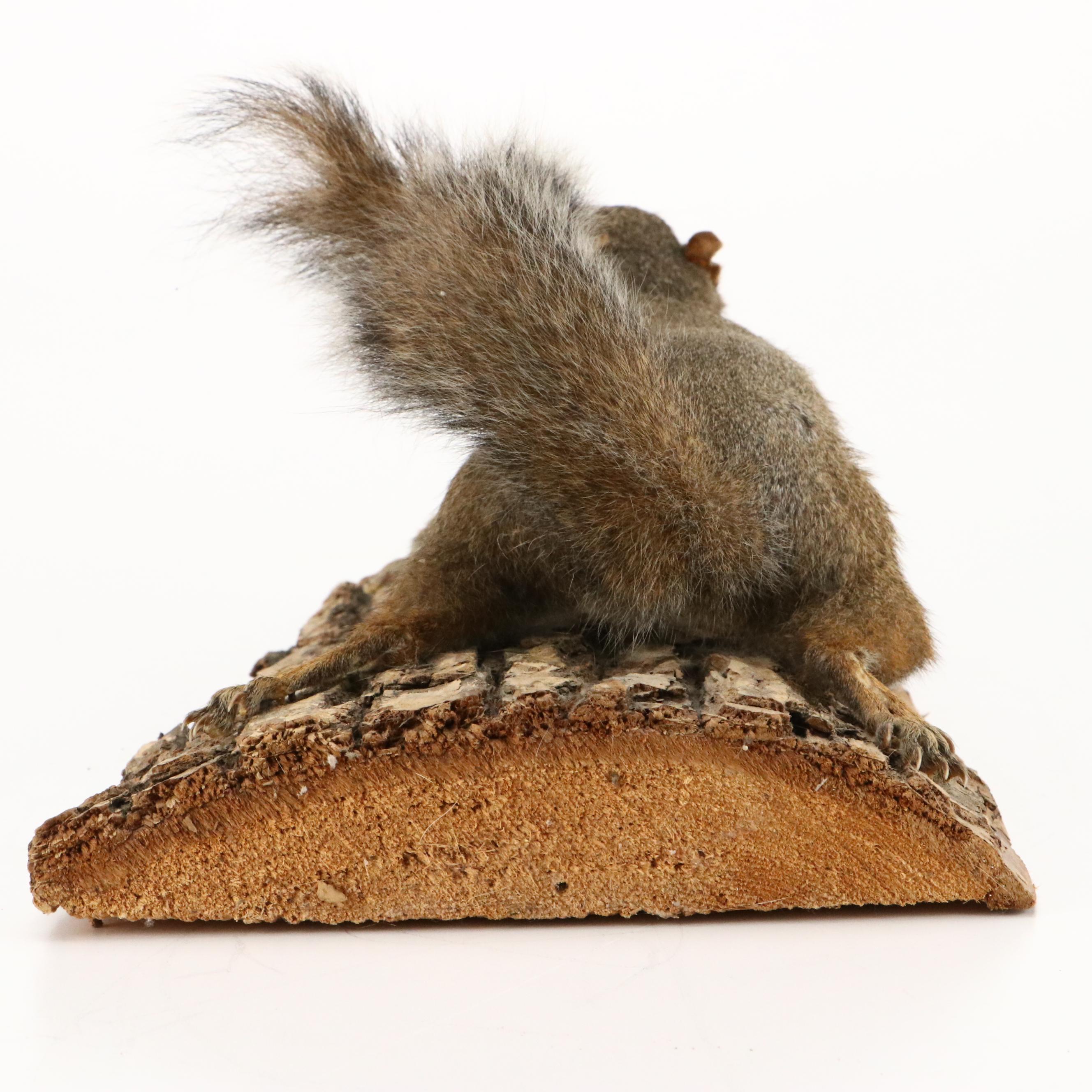 Taxidermy Eastern Gray Squirrel on Pine Bark Plank