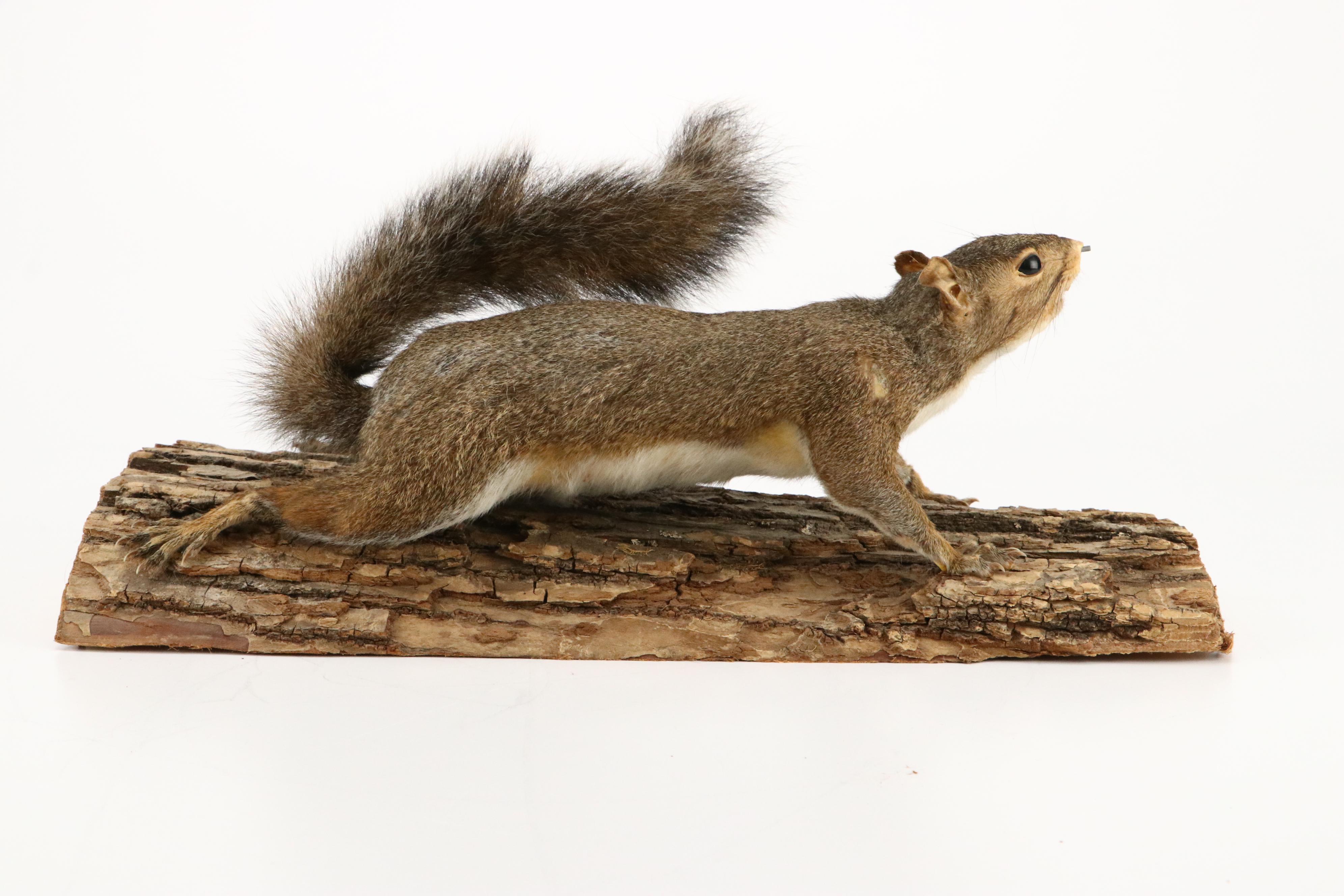 Taxidermy Eastern Gray Squirrel on Pine Bark Plank