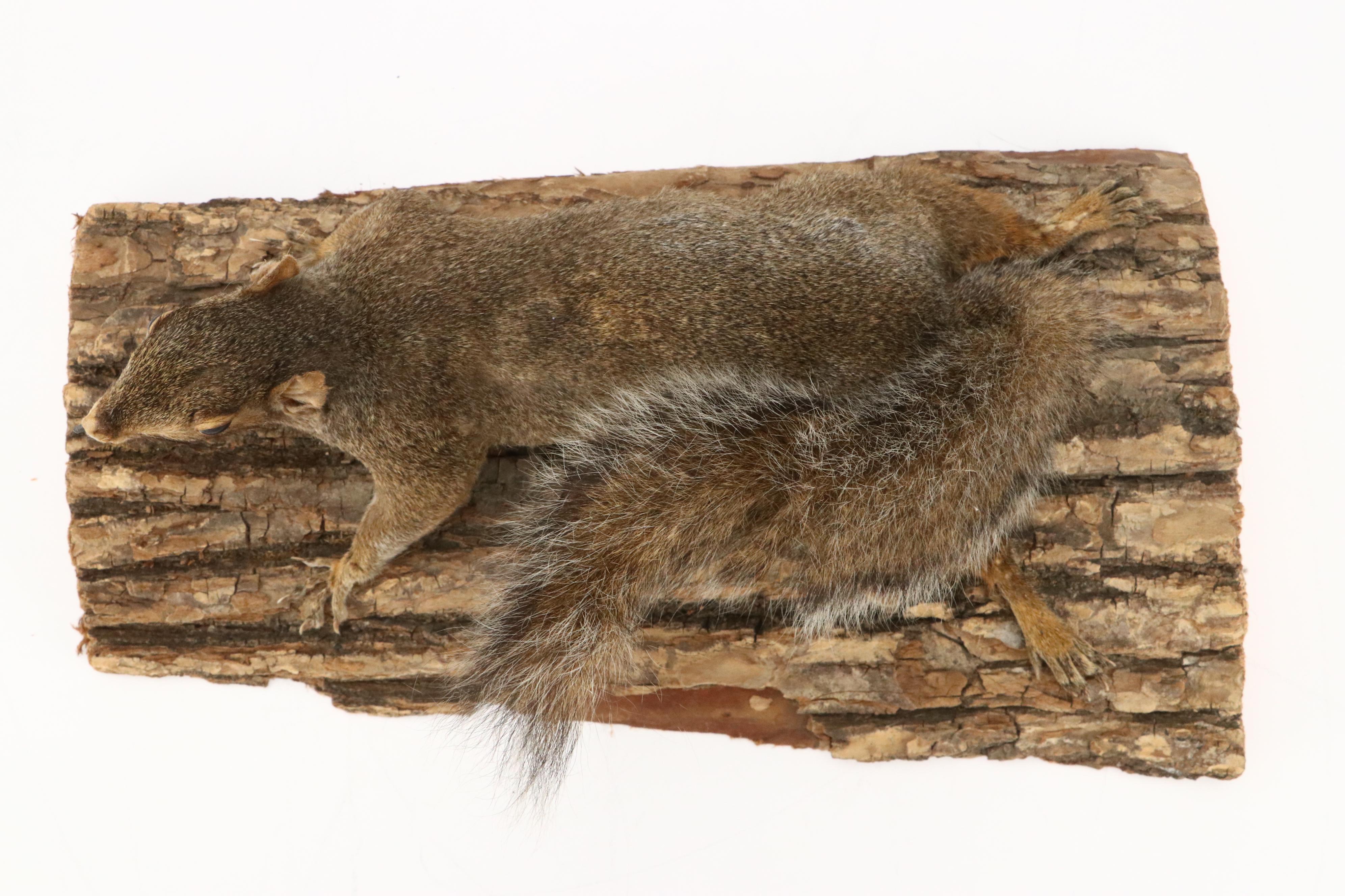 Taxidermy Eastern Gray Squirrel on Pine Bark Plank