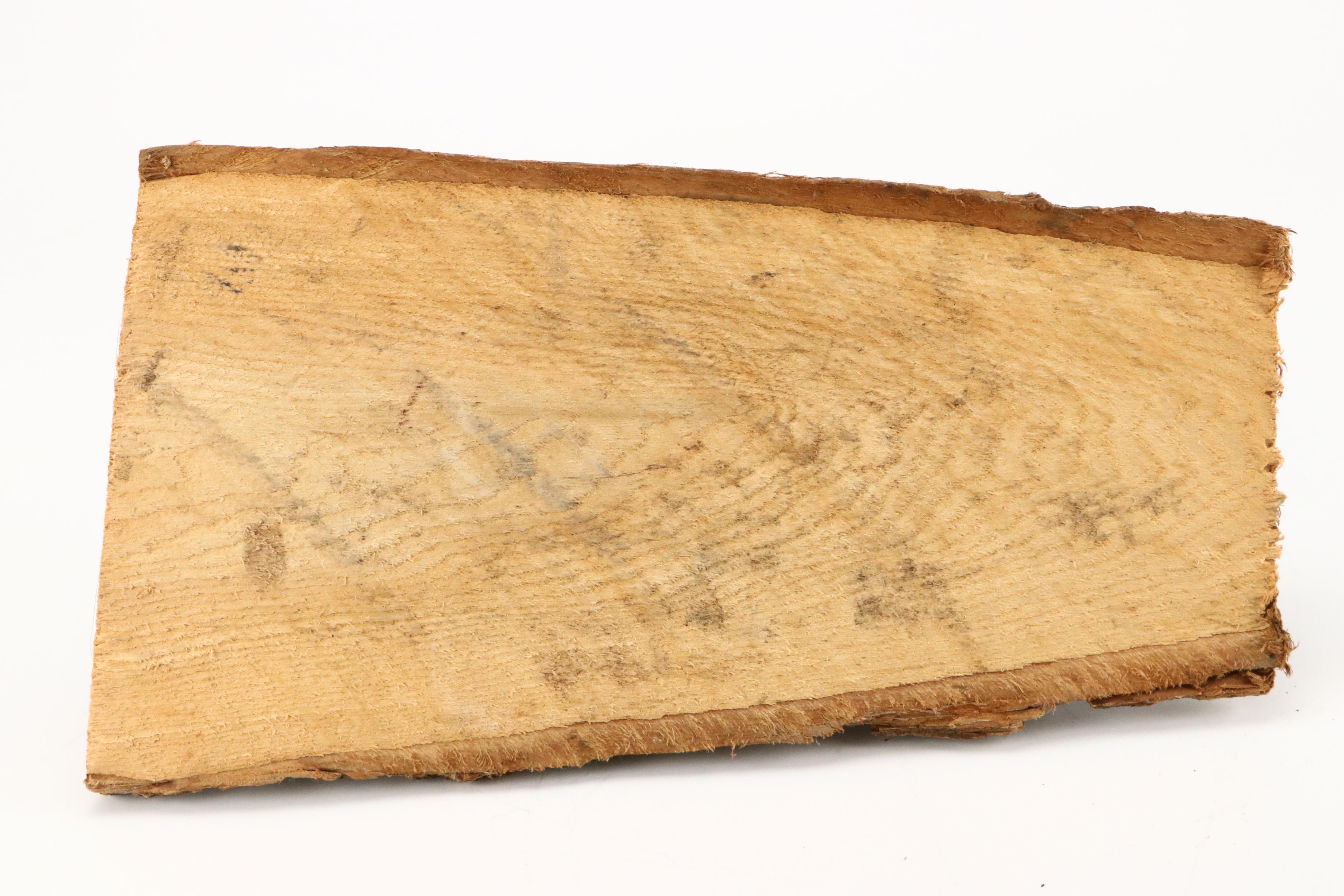 Taxidermy Eastern Gray Squirrel on Pine Bark Plank