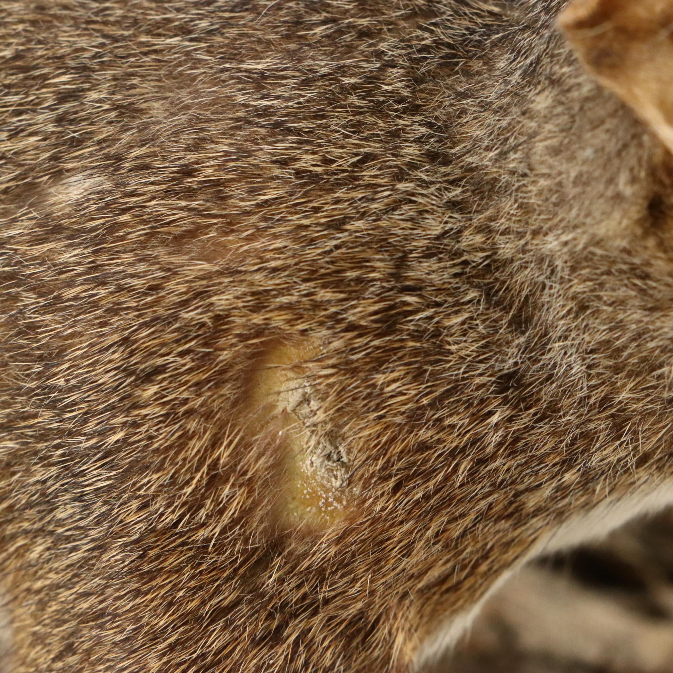 Taxidermy Eastern Gray Squirrel on Pine Bark Plank