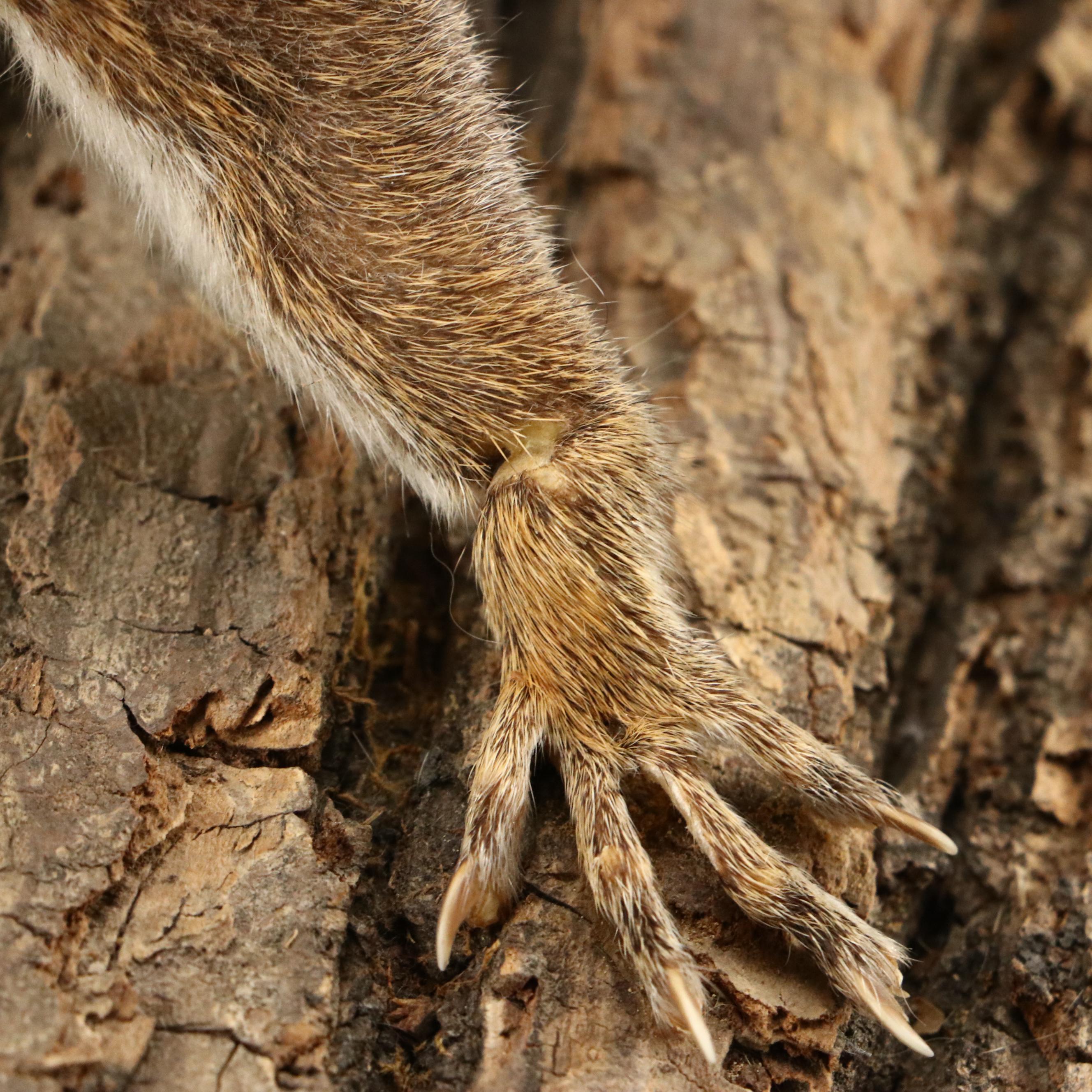Taxidermy Eastern Gray Squirrel on Pine Bark Plank