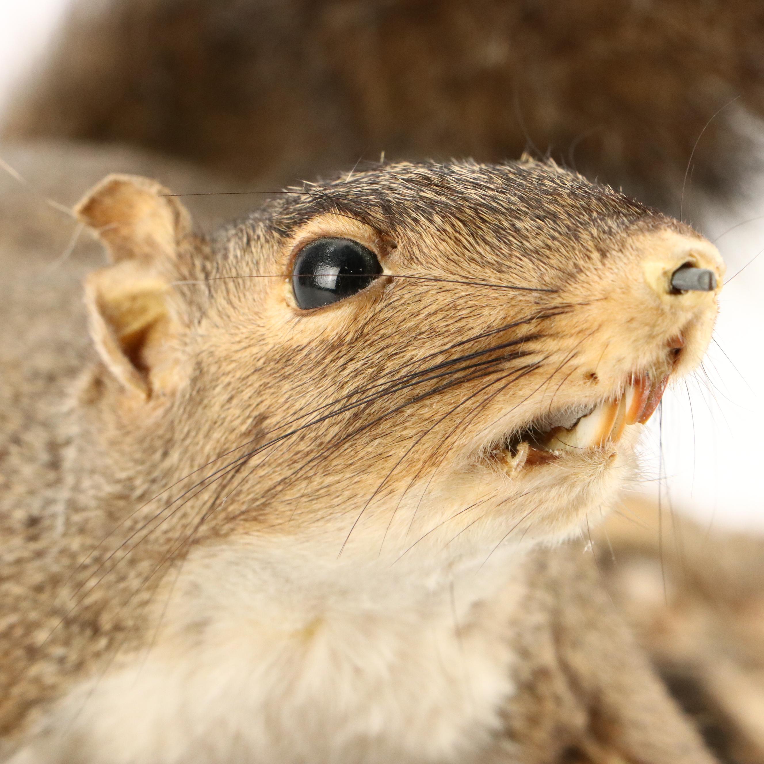 Taxidermy Eastern Gray Squirrel on Pine Bark Plank