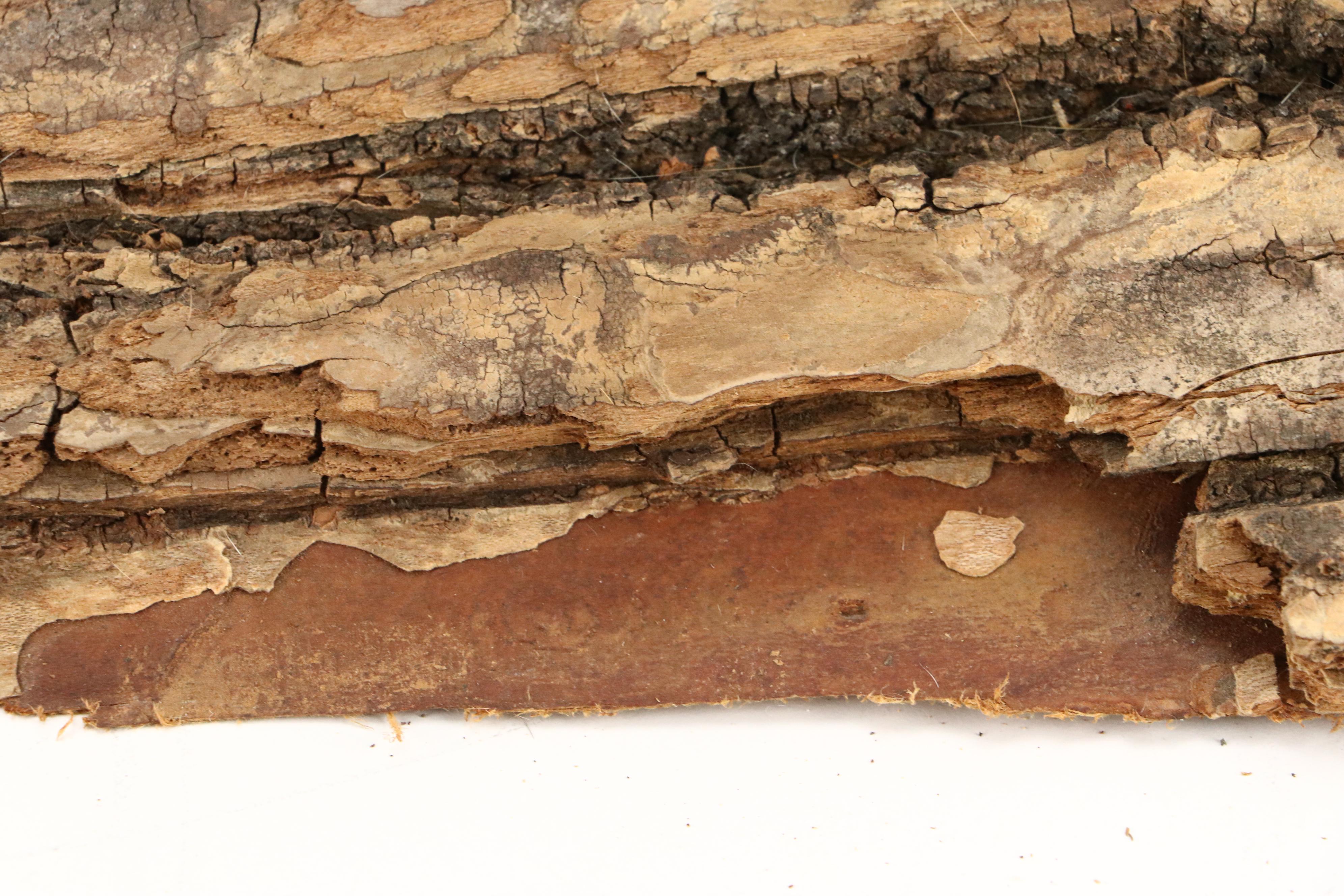 Taxidermy Eastern Gray Squirrel on Pine Bark Plank