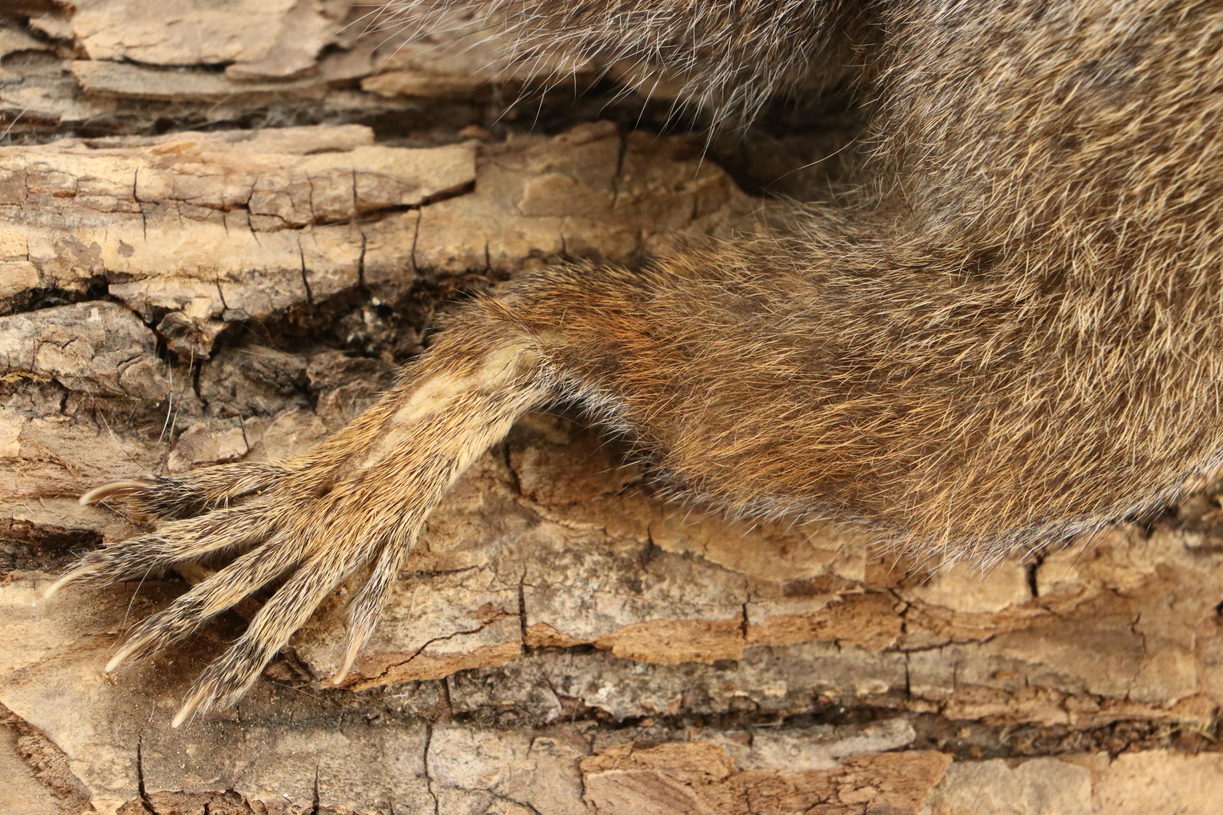 Taxidermy Eastern Gray Squirrel on Pine Bark Plank