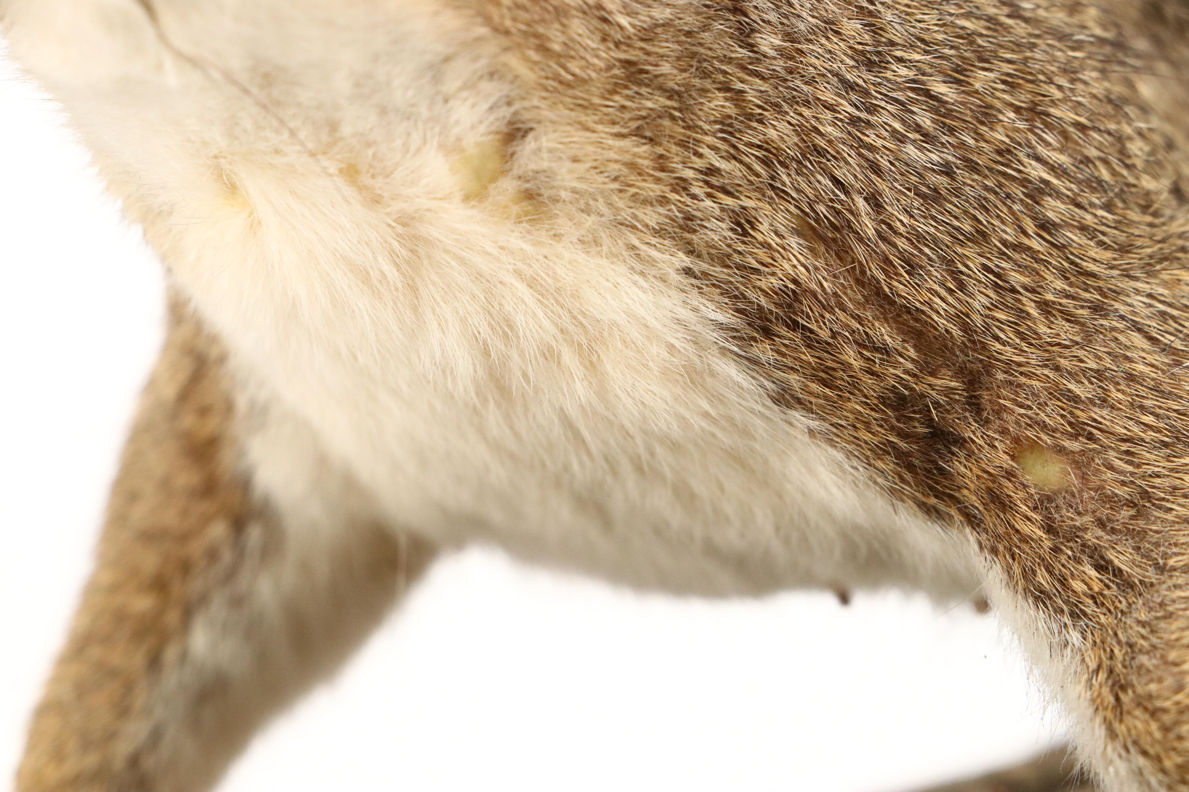 Taxidermy Eastern Gray Squirrel on Pine Bark Plank