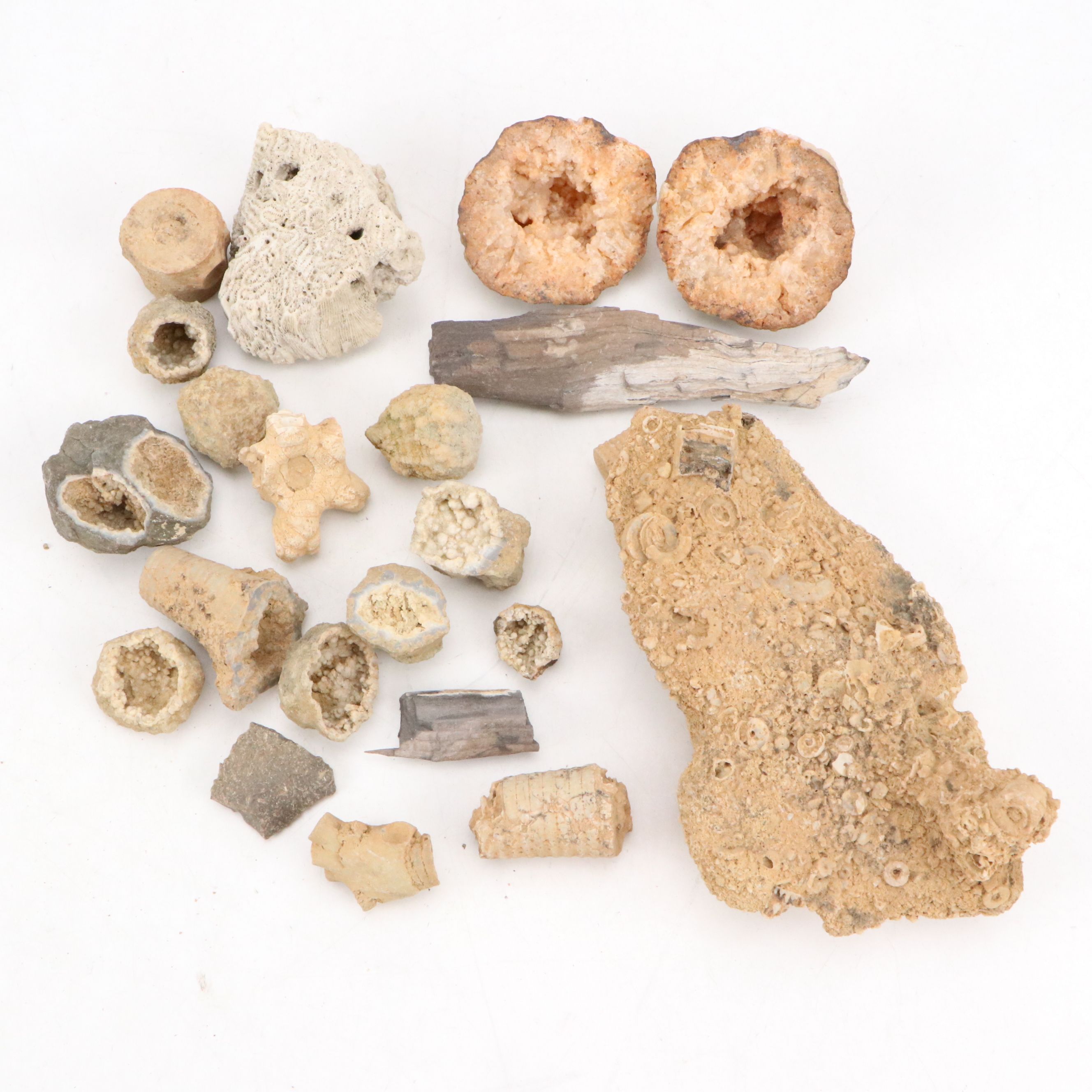 Ancient Coral, Petrified Wood and More Fossils and Minerals