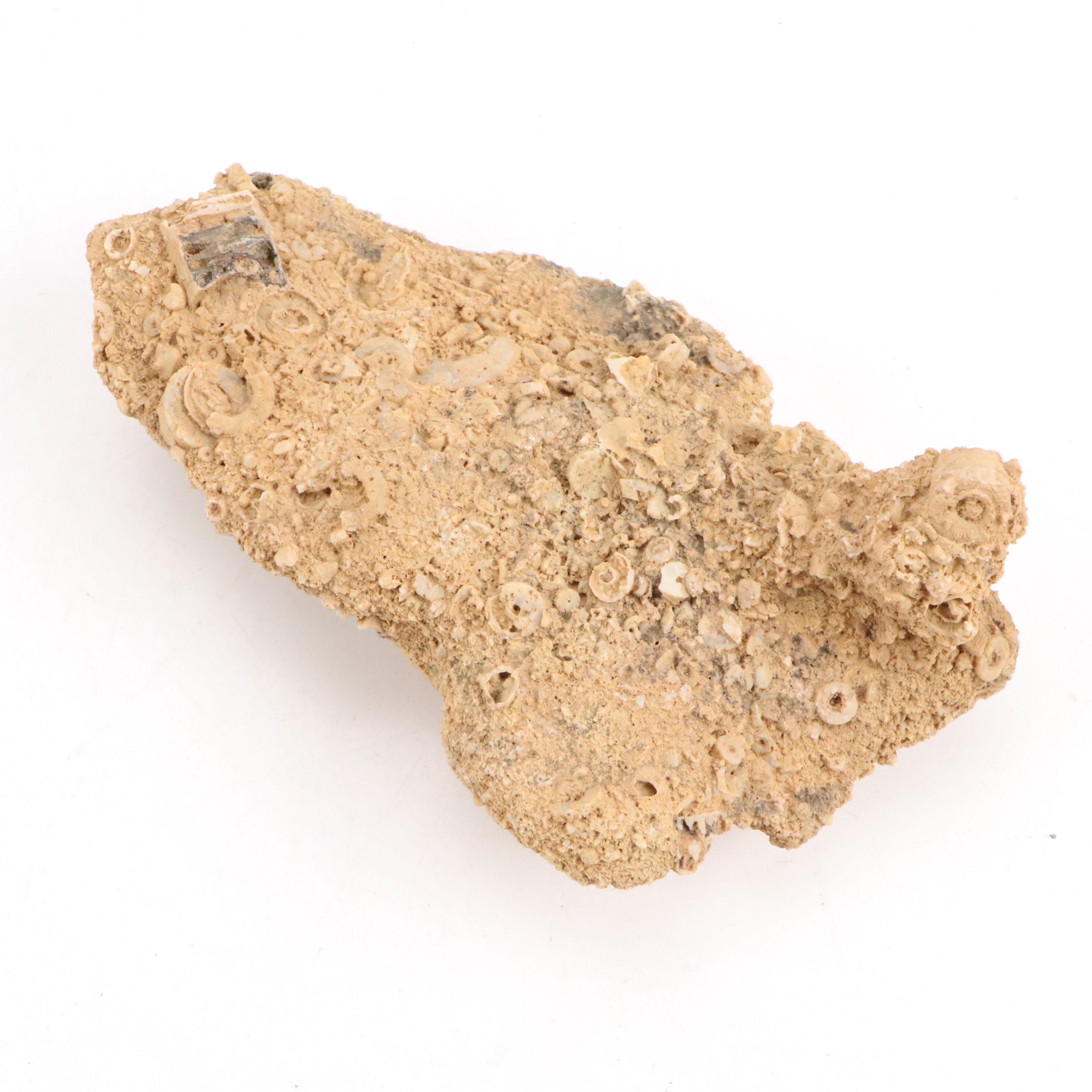 Ancient Coral, Petrified Wood and More Fossils and Minerals