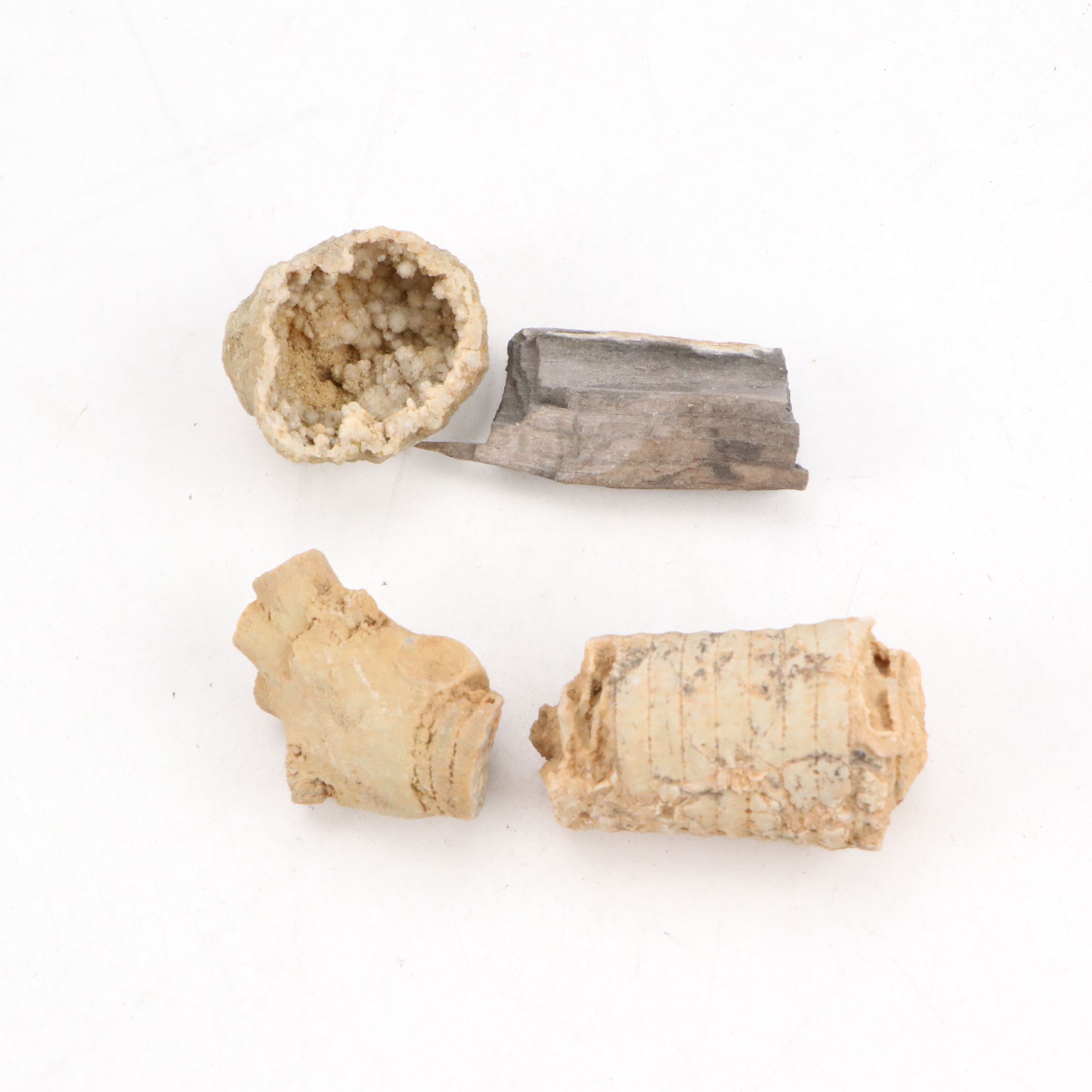 Ancient Coral, Petrified Wood and More Fossils and Minerals