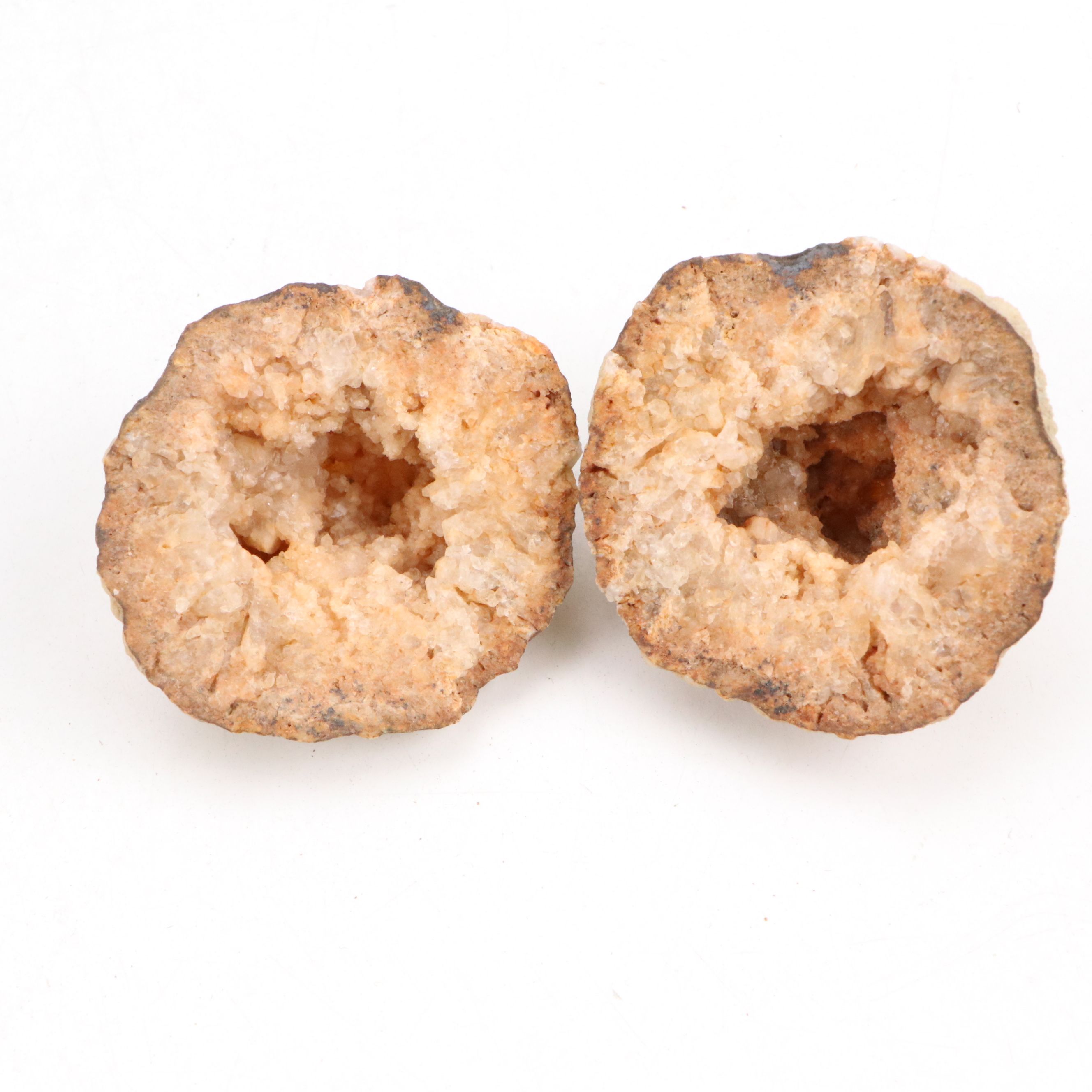 Ancient Coral, Petrified Wood and More Fossils and Minerals