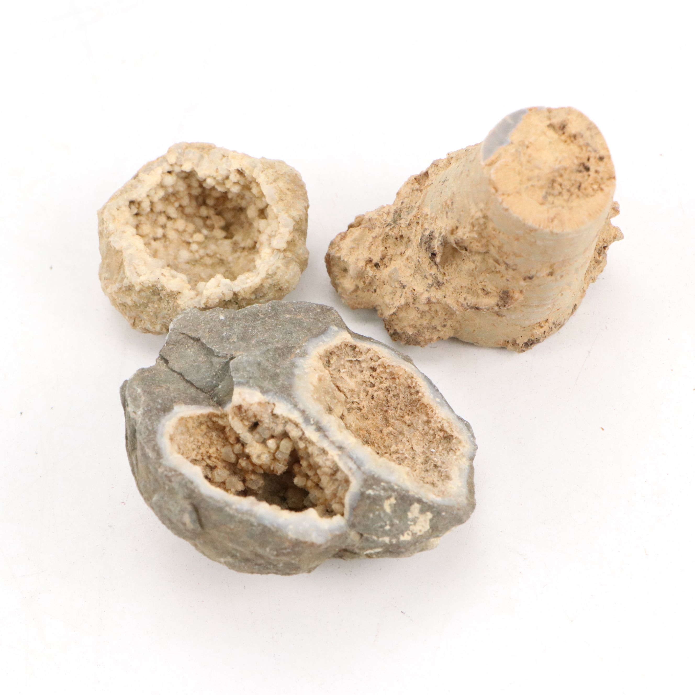 Ancient Coral, Petrified Wood and More Fossils and Minerals