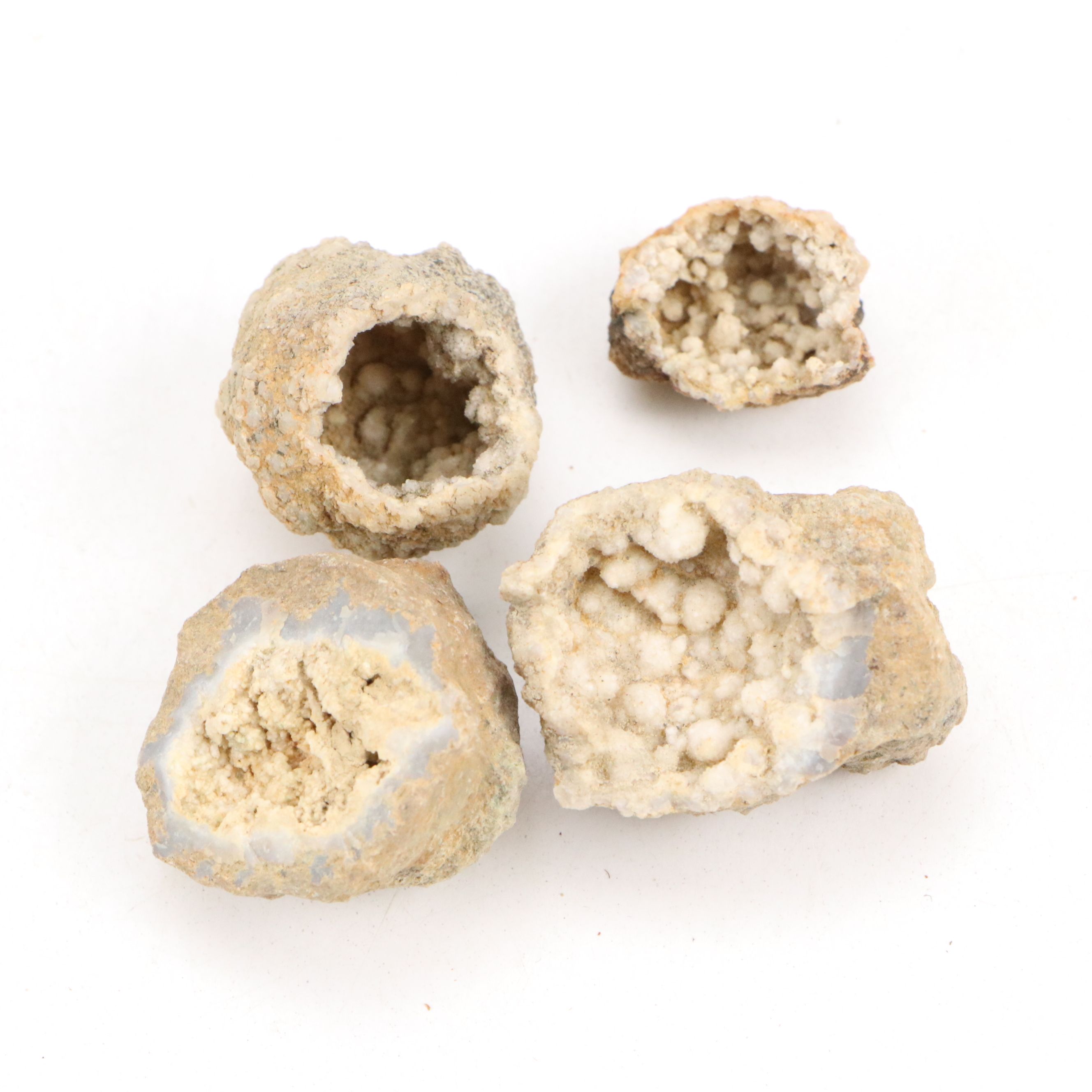 Ancient Coral, Petrified Wood and More Fossils and Minerals