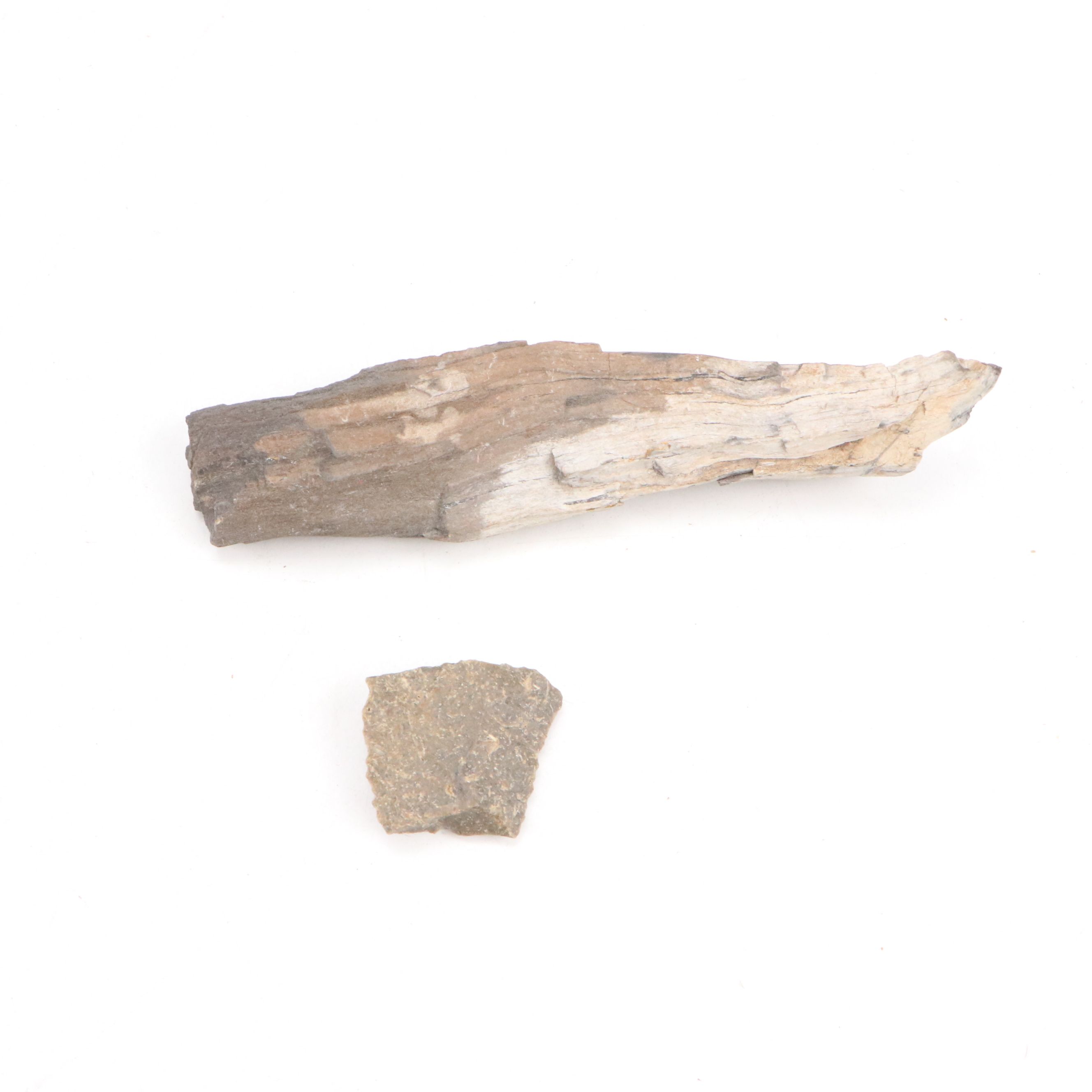 Ancient Coral, Petrified Wood and More Fossils and Minerals