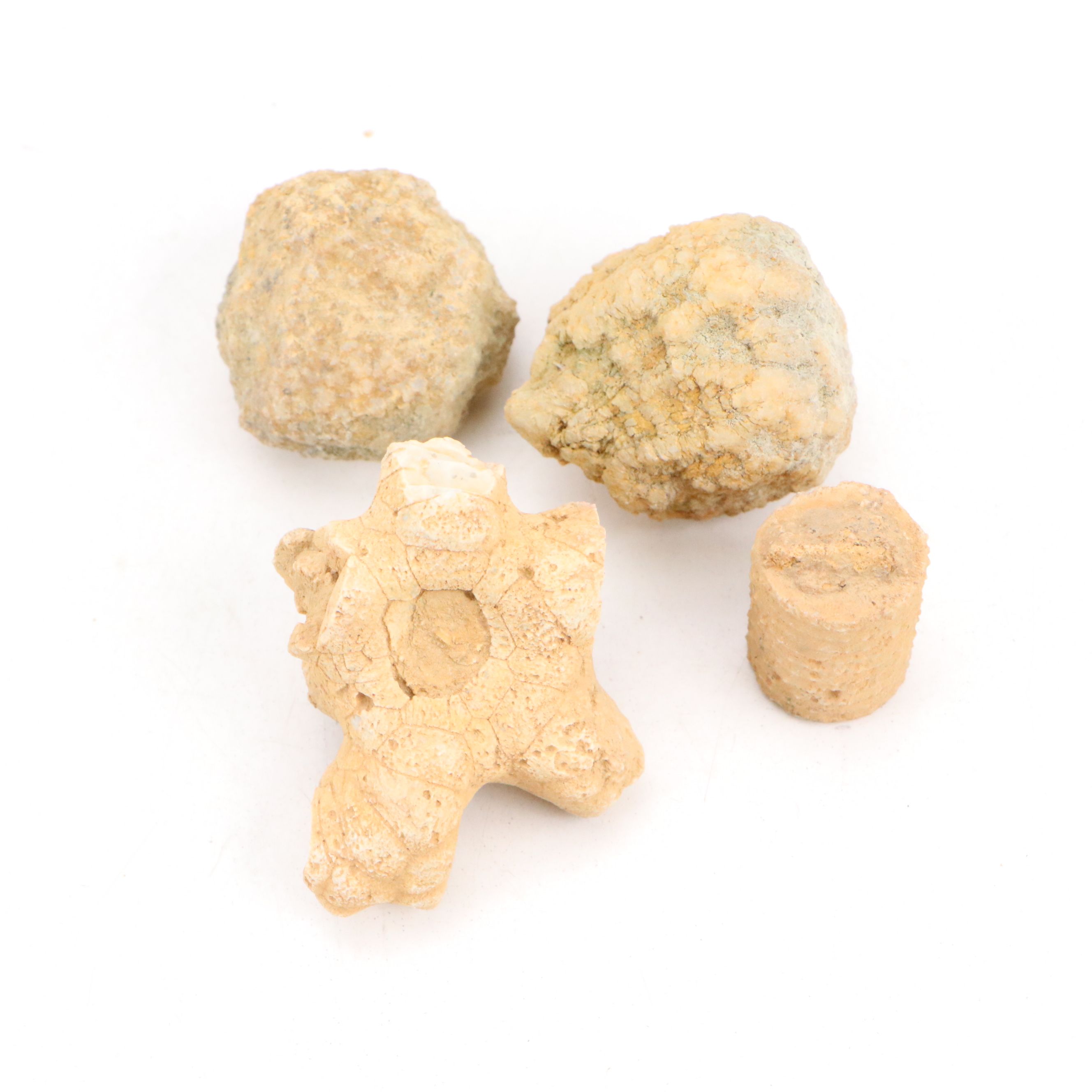 Ancient Coral, Petrified Wood and More Fossils and Minerals