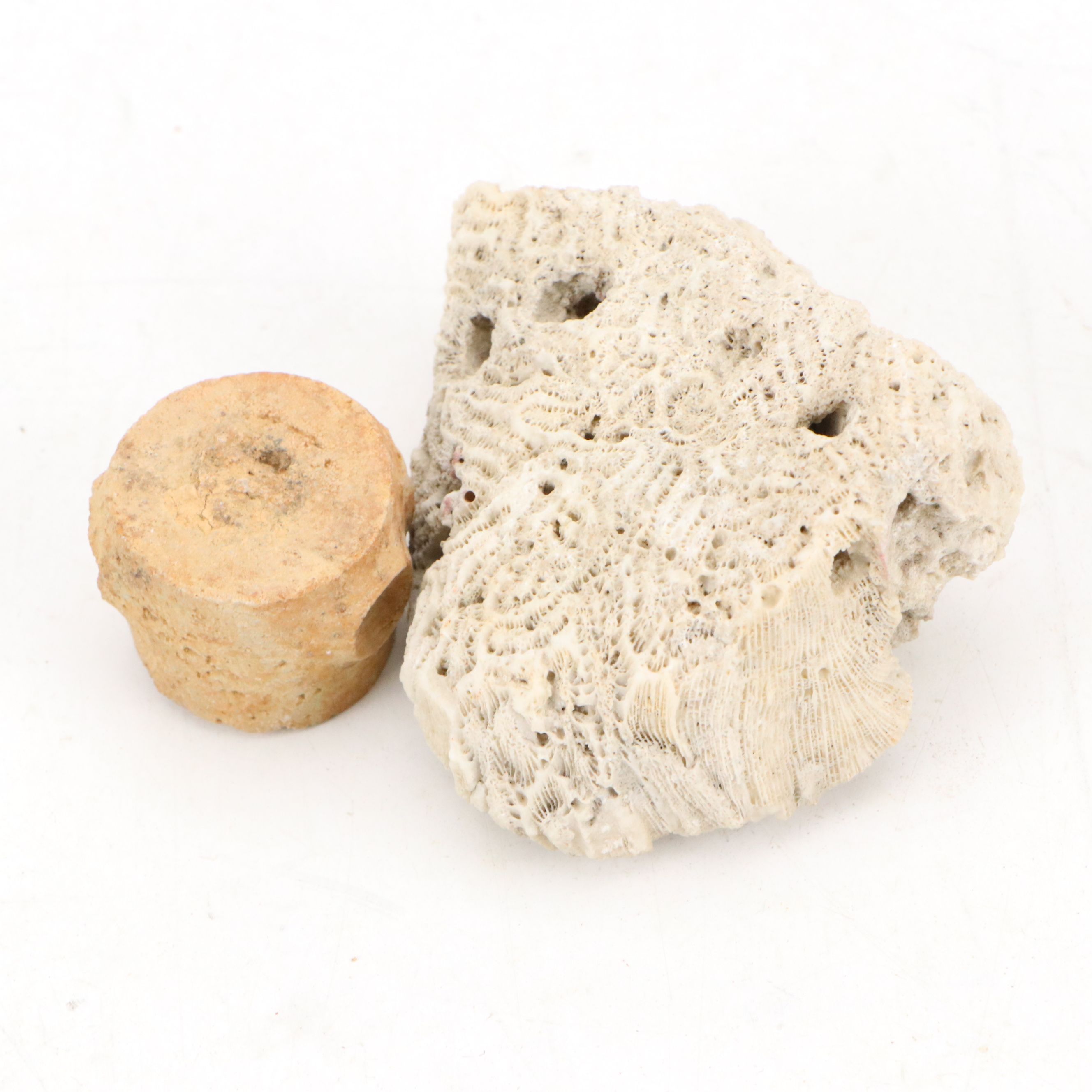 Ancient Coral, Petrified Wood and More Fossils and Minerals