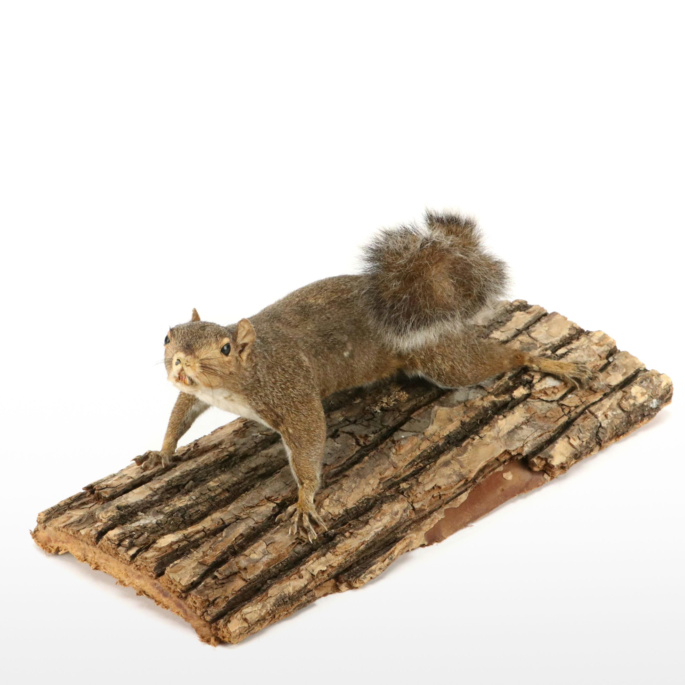 Taxidermy Eastern Gray Squirrel on Pine Bark Plank