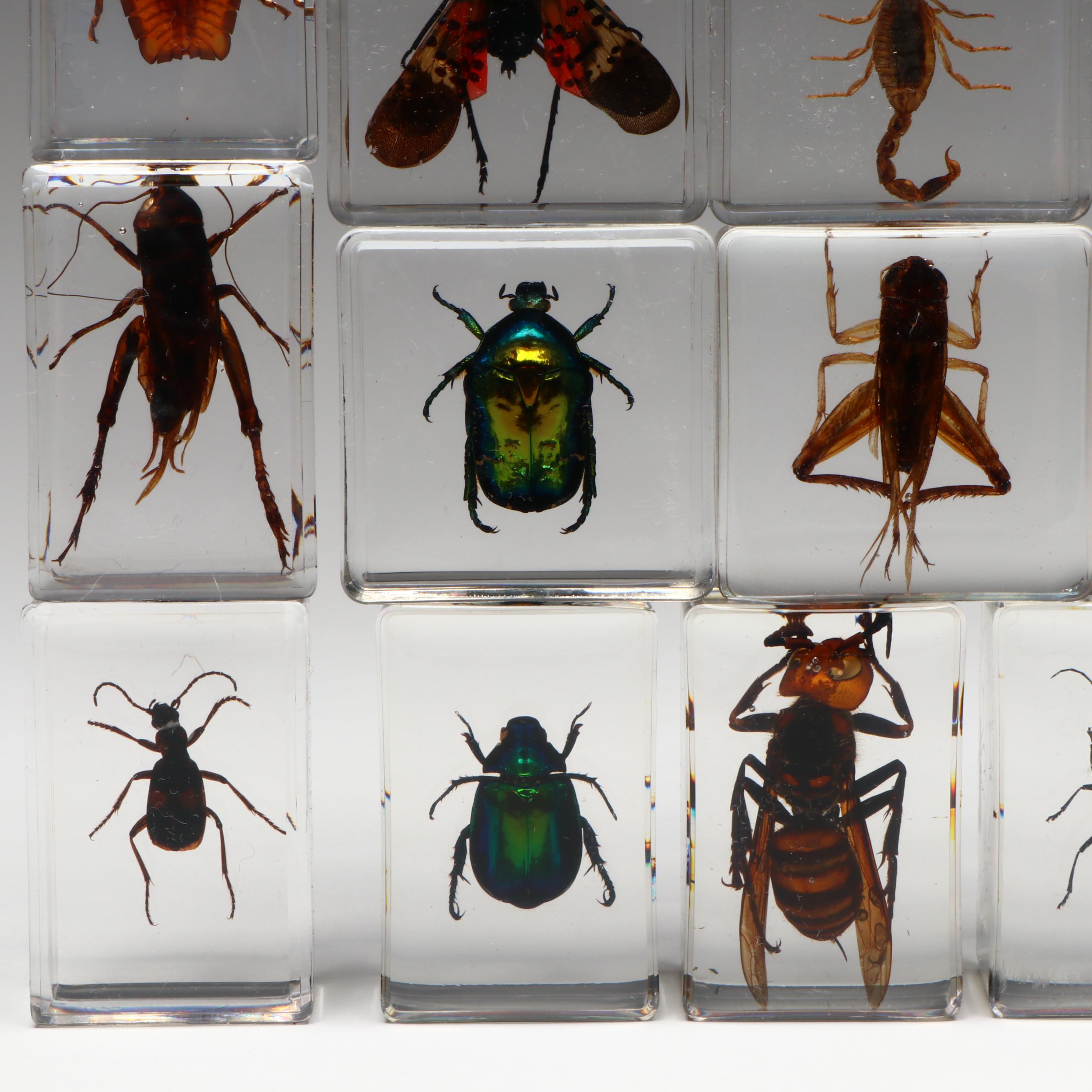 Spotted Lanternfly with Scorpion, Fresh Water Crab, Jewel Beetles, and More