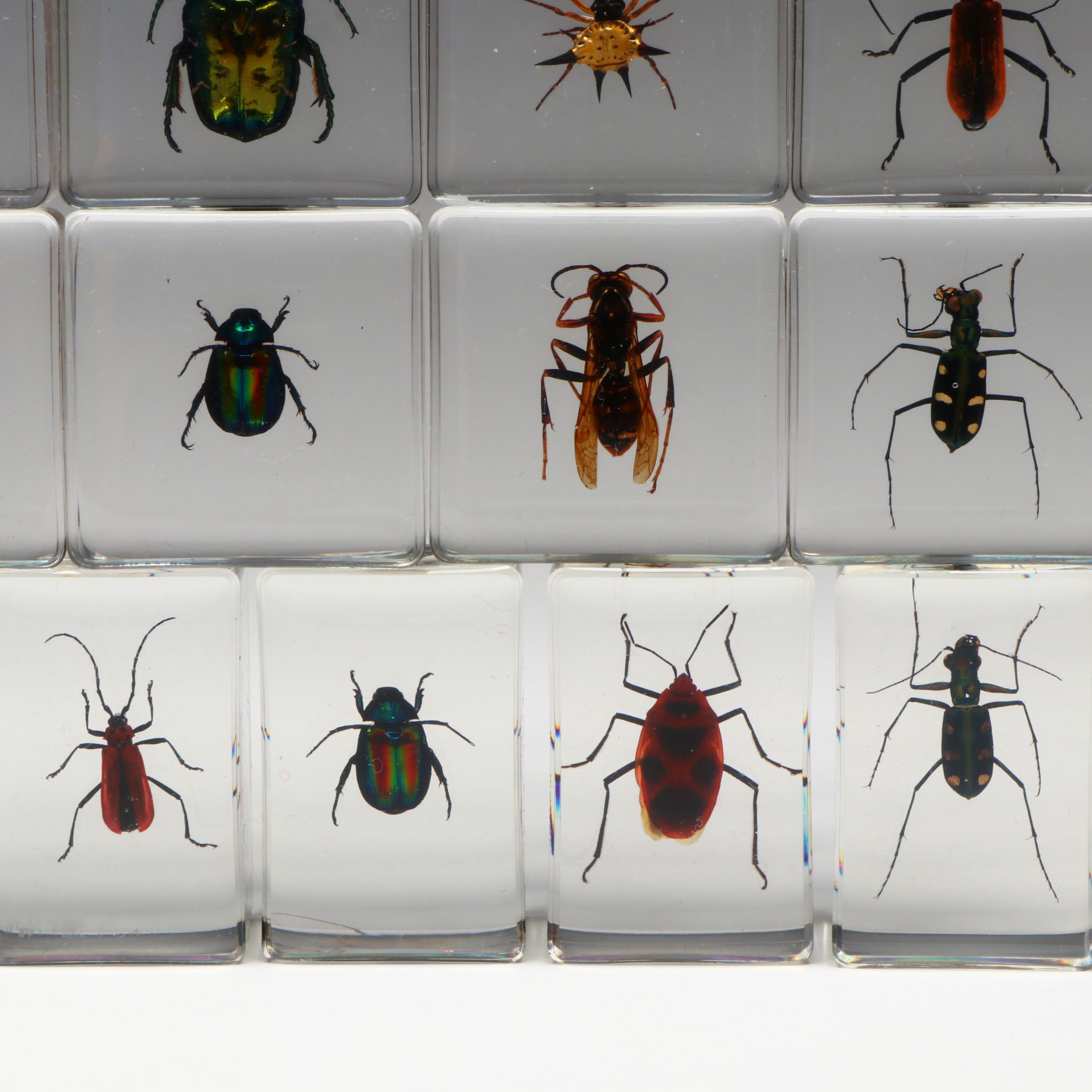 Spotted Lanternfly with Scorpion, Fresh Water Crab, Jewel Beetles, and More