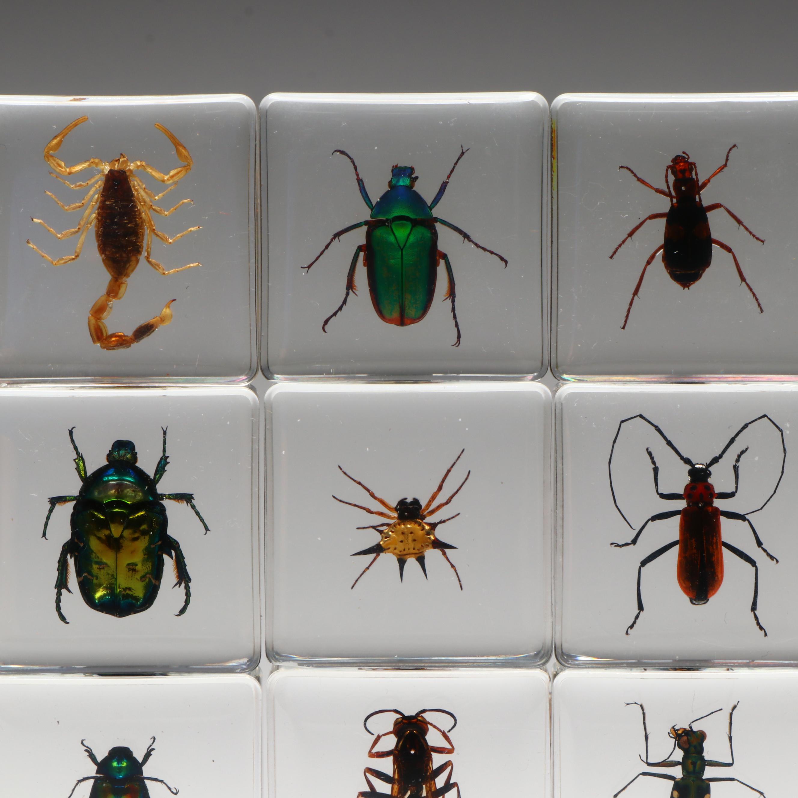 Spotted Lanternfly with Scorpion, Fresh Water Crab, Jewel Beetles, and More