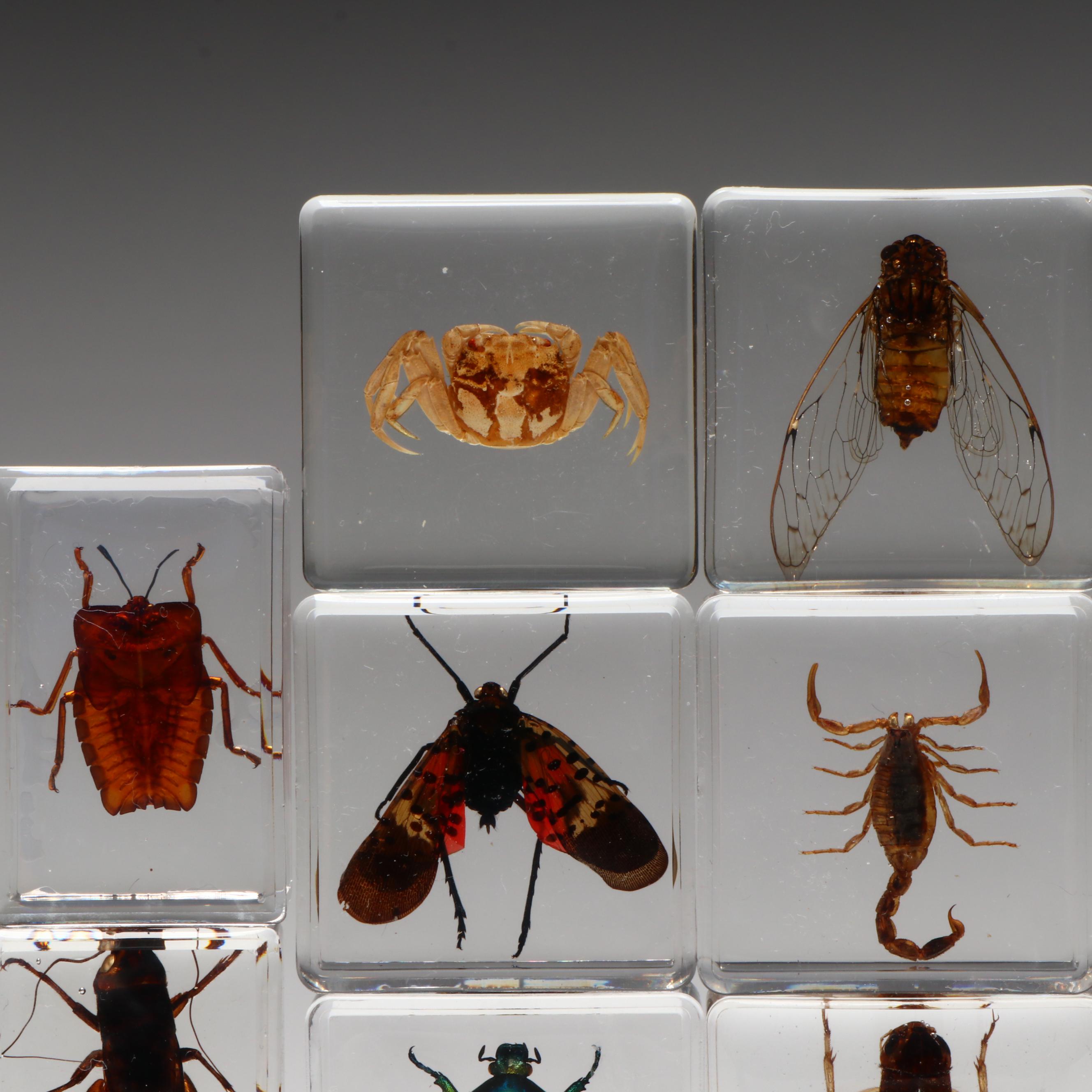 Spotted Lanternfly with Scorpion, Fresh Water Crab, Jewel Beetles, and More