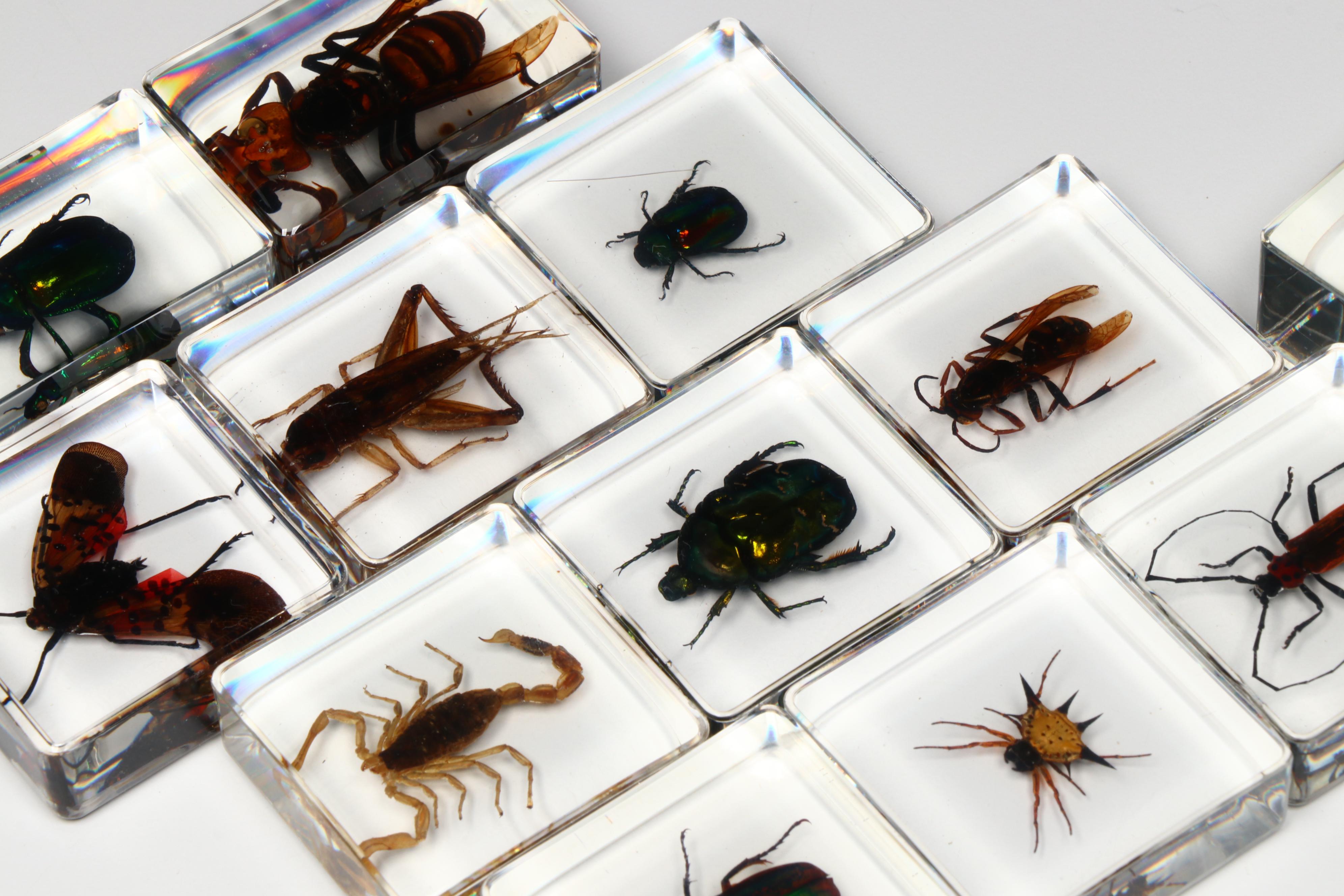 Spotted Lanternfly with Scorpion, Fresh Water Crab, Jewel Beetles, and More