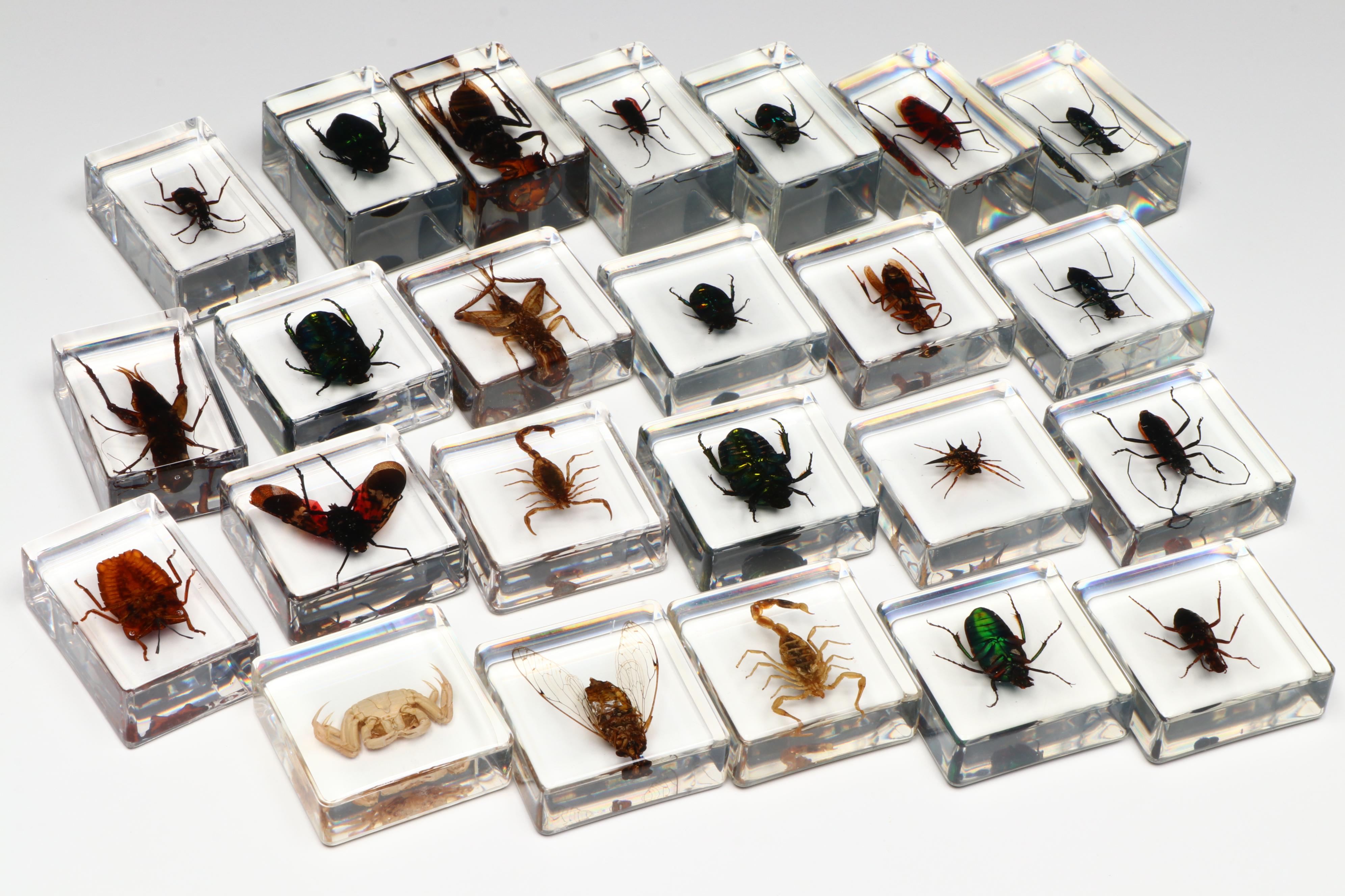 Spotted Lanternfly with Scorpion, Fresh Water Crab, Jewel Beetles, and More