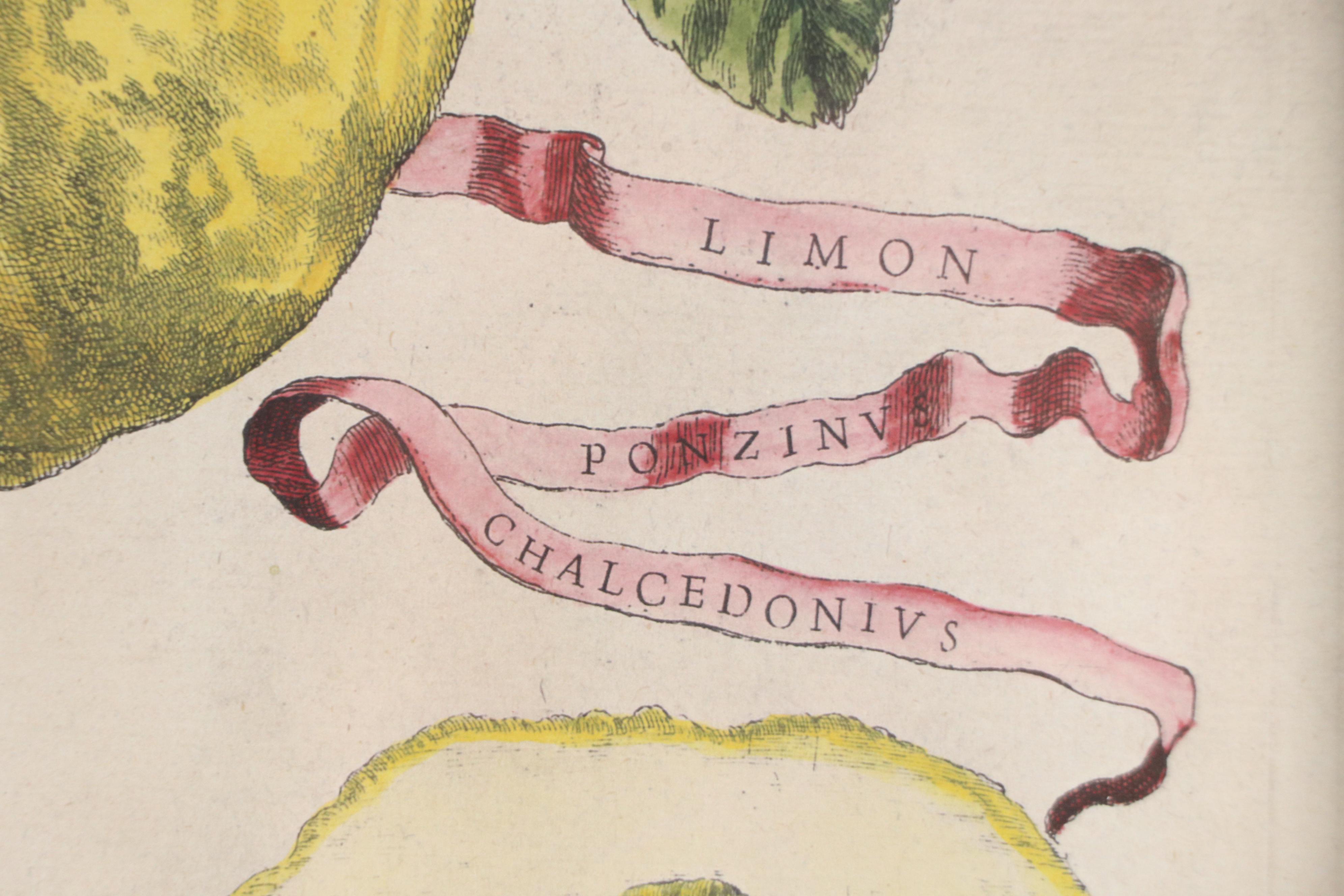 Hand-Colored Digital Reproduction After Giovanni Battista Ferrari