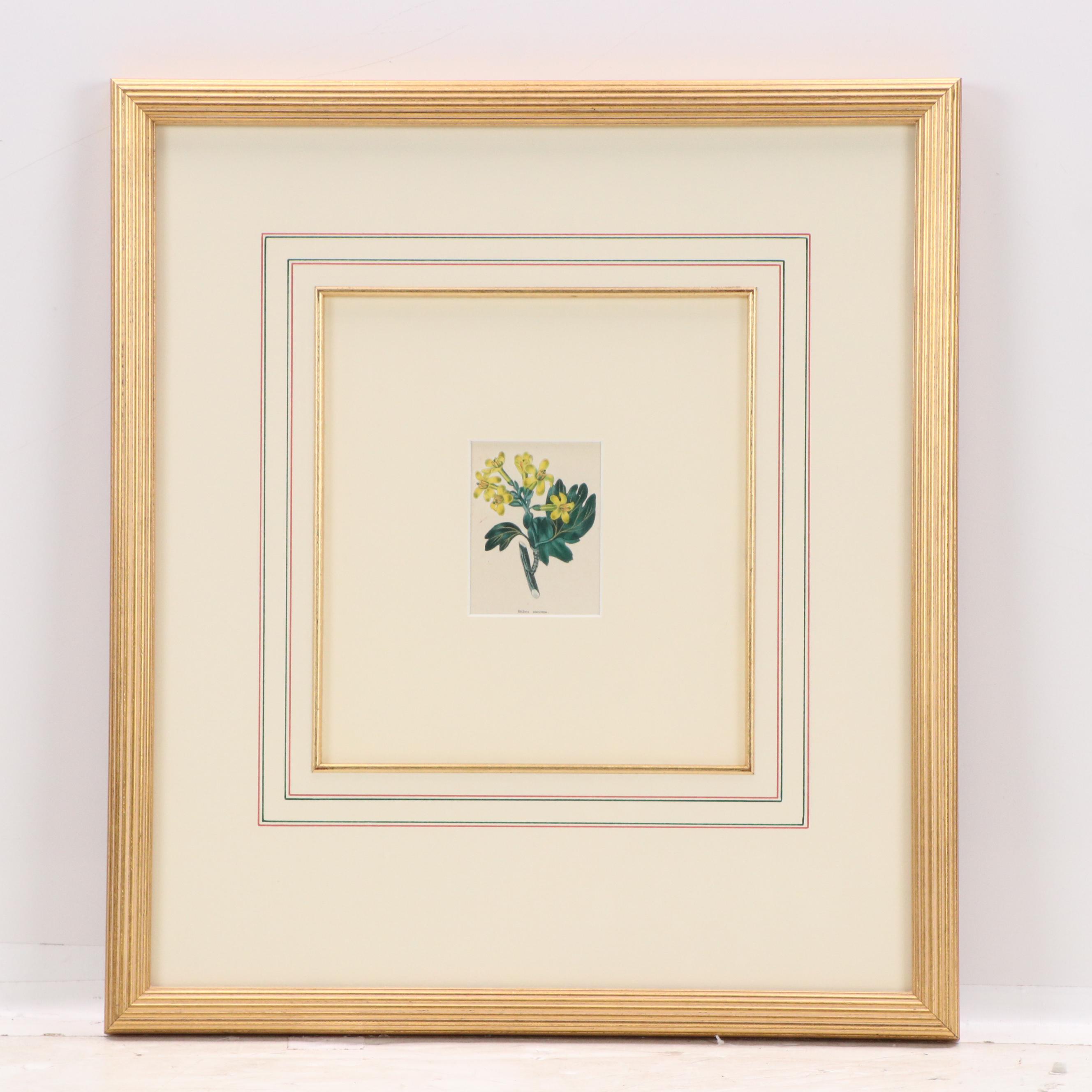 Set of Vintage Hand-Colored Botanical Engravings, Early 20th Century