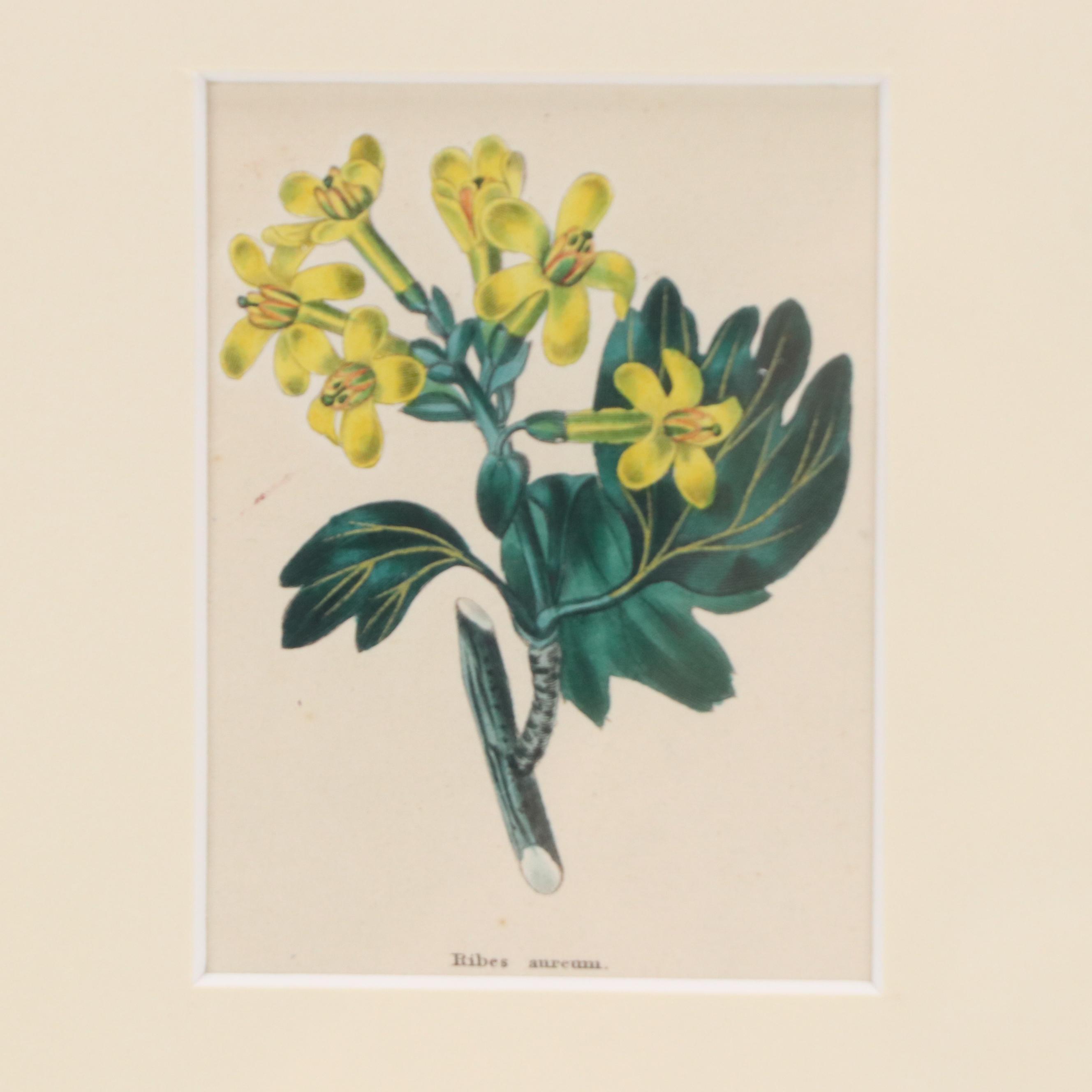 Set of Vintage Hand-Colored Botanical Engravings, Early 20th Century