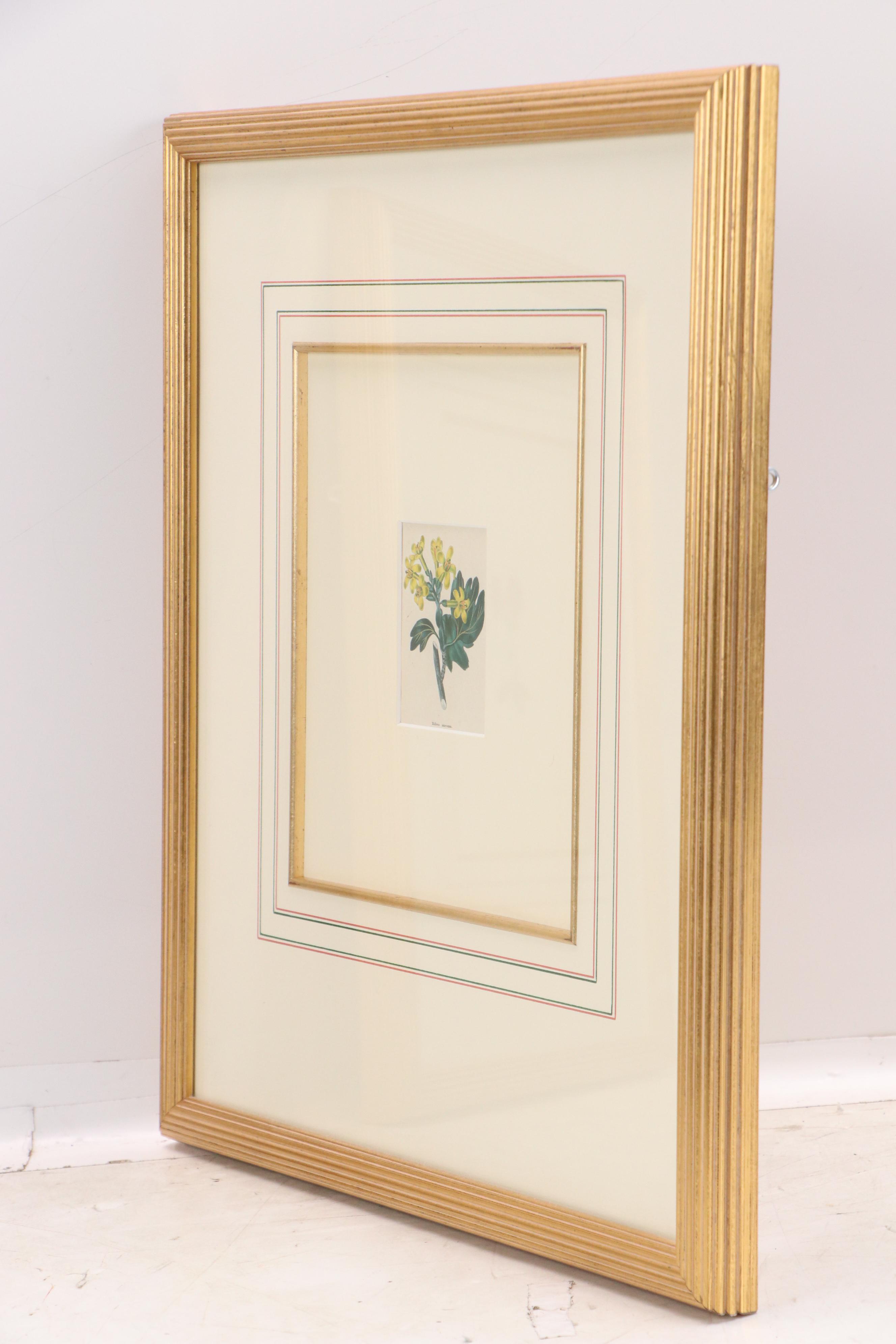 Set of Vintage Hand-Colored Botanical Engravings, Early 20th Century
