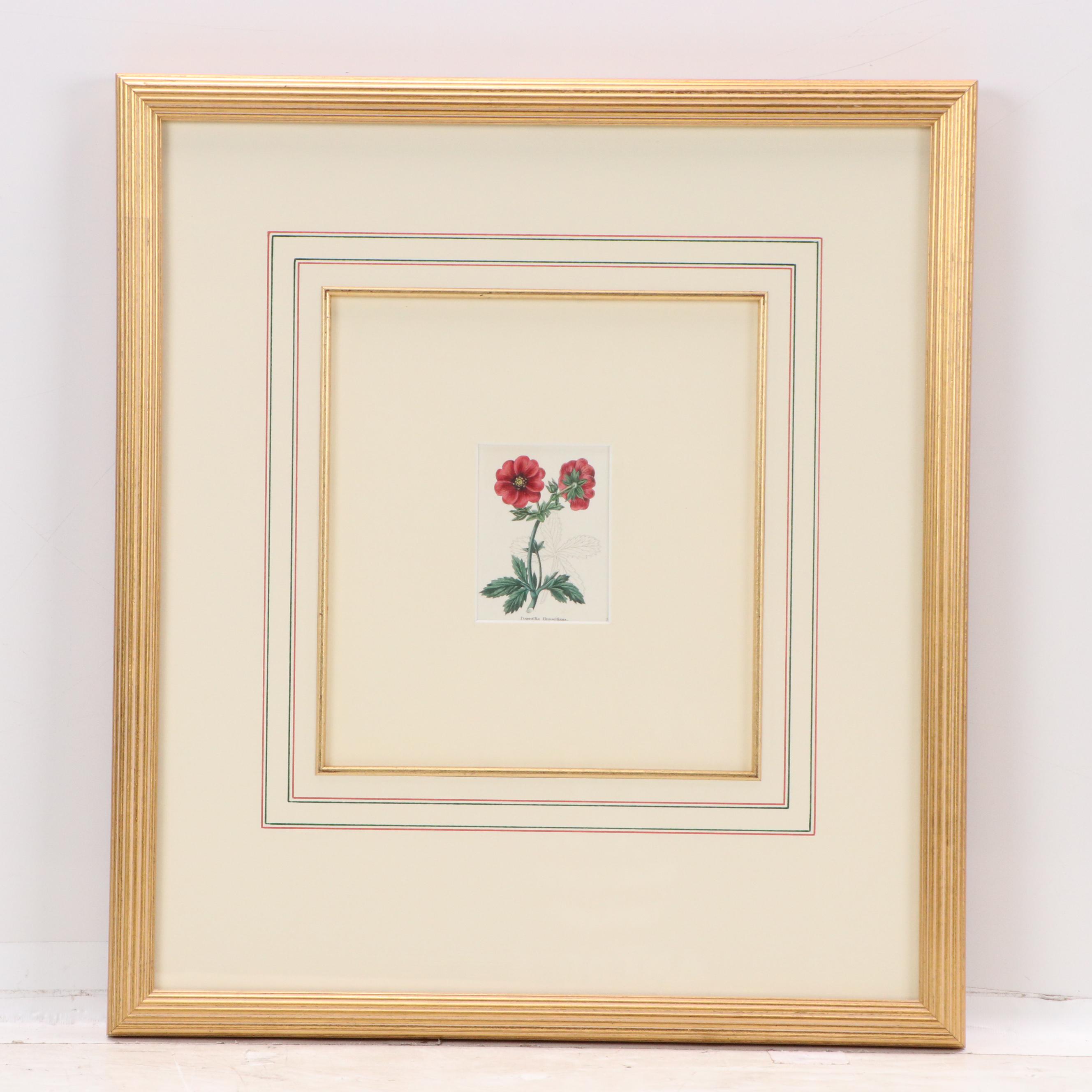 Set of Vintage Hand-Colored Botanical Engravings, Early 20th Century