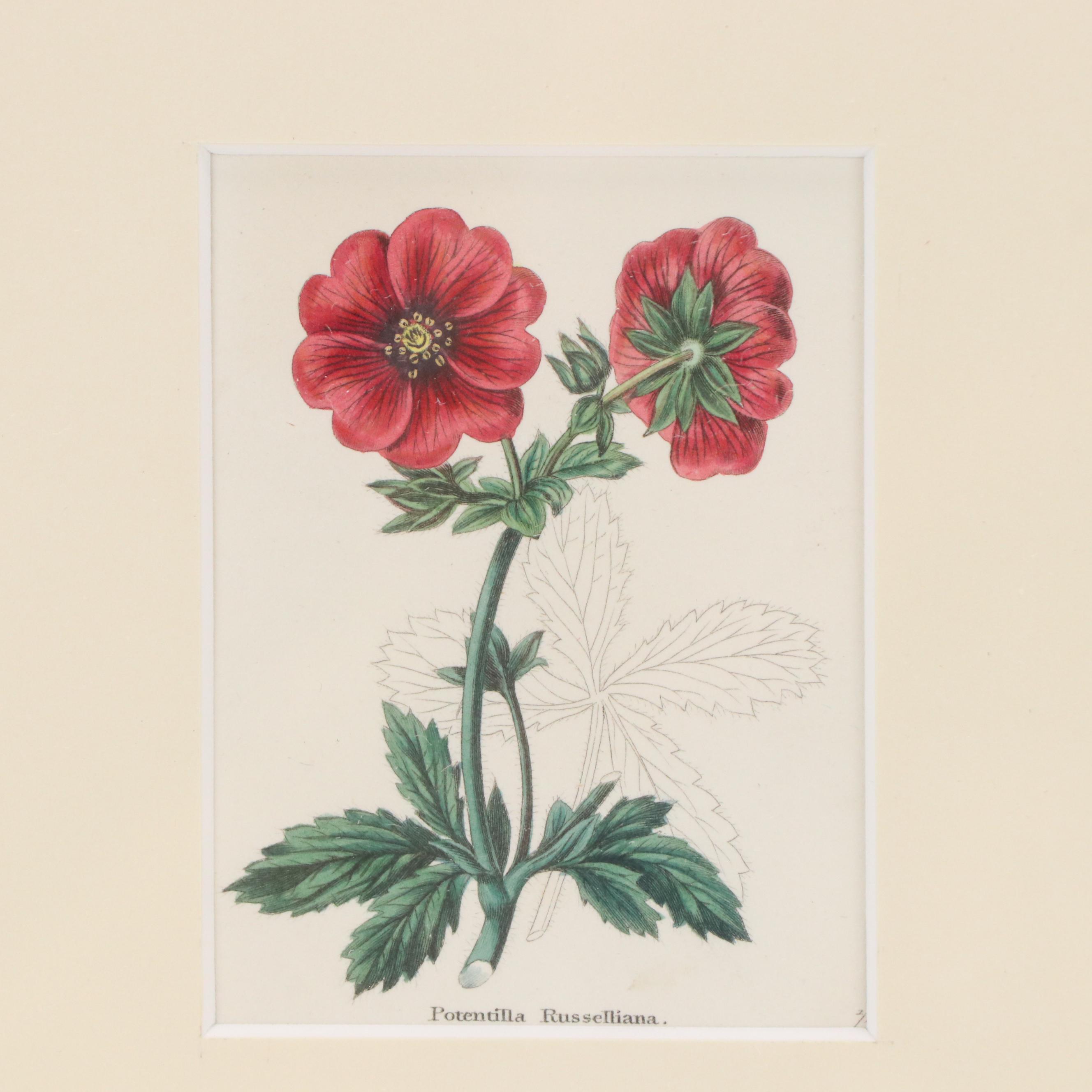 Set of Vintage Hand-Colored Botanical Engravings, Early 20th Century