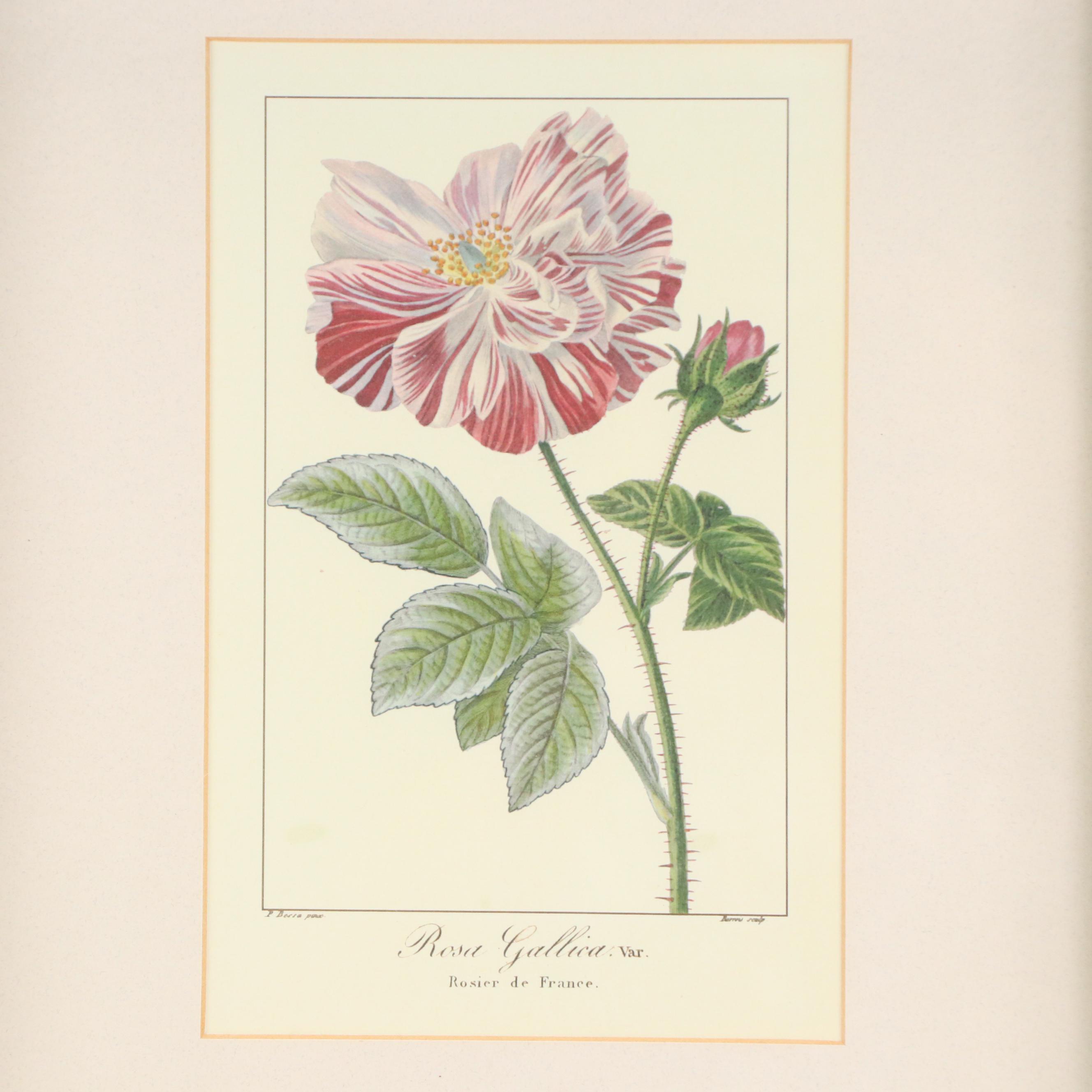 Digital Reproduction Botanical Illustrations After Pancrace Bessa, 21st Century