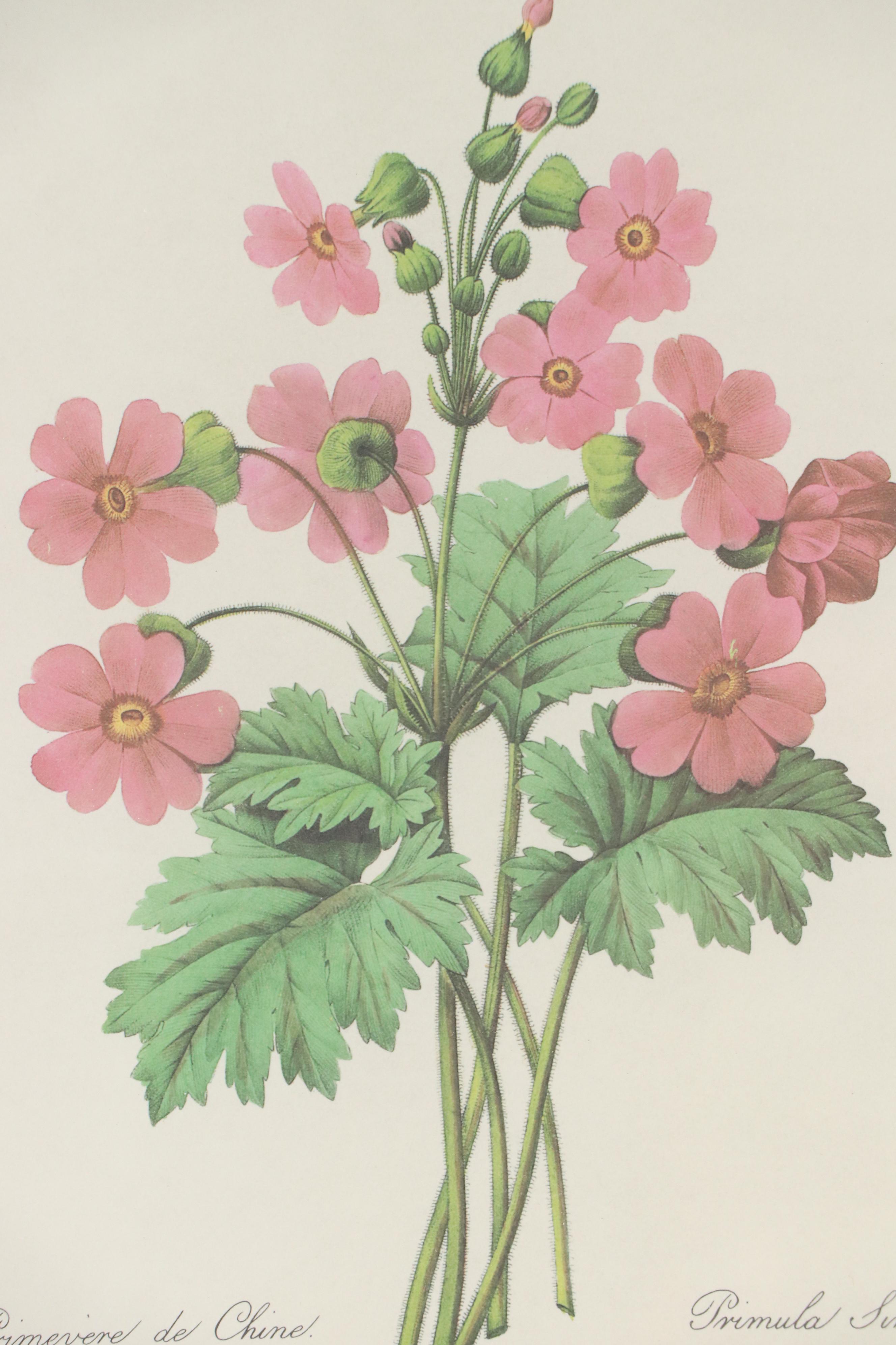 Halftone After Pierre-Joseph Redouté "Primula Sinensis," 20th Century