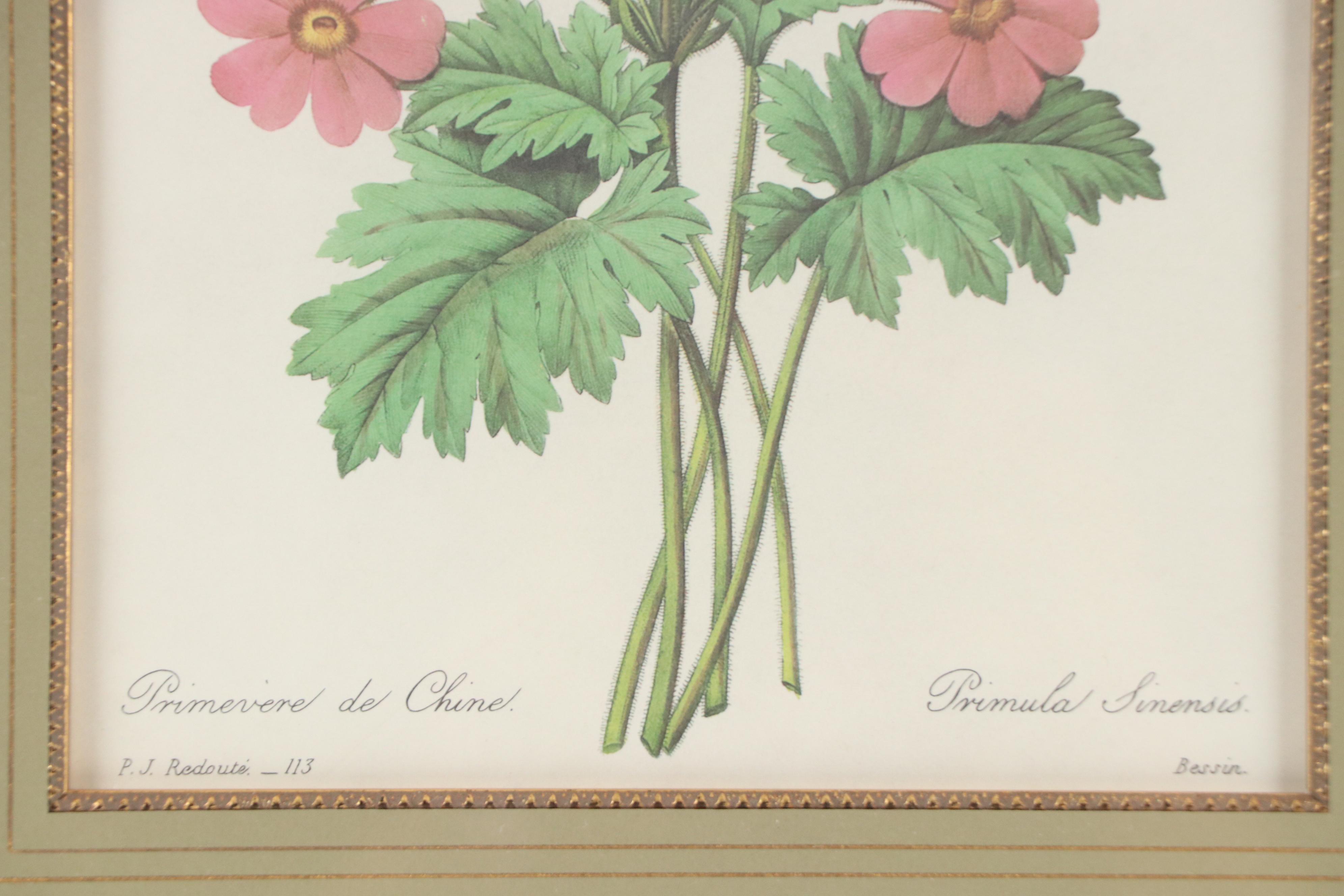 Halftone After Pierre-Joseph Redouté "Primula Sinensis," 20th Century