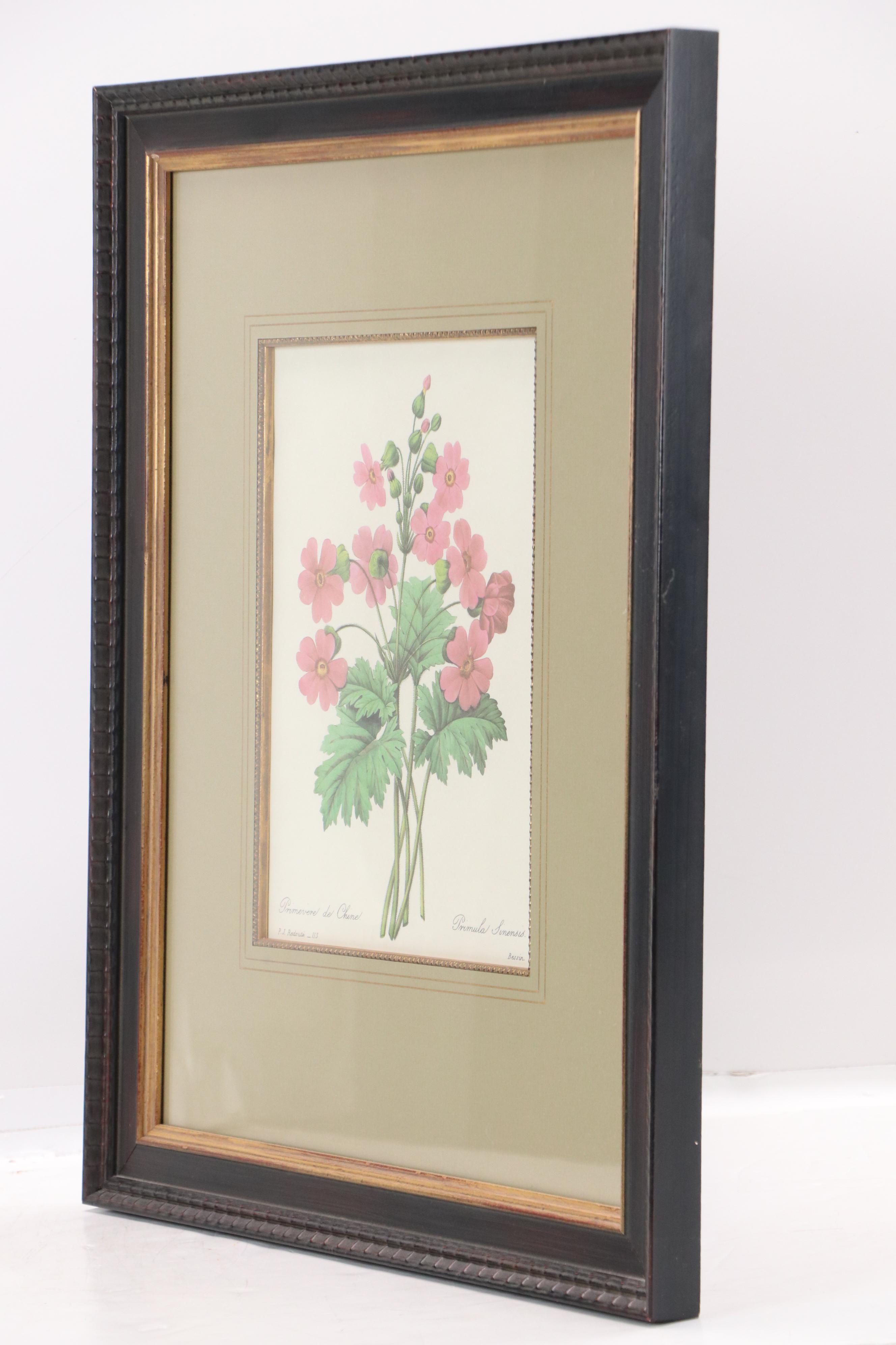 Halftone After Pierre-Joseph Redouté "Primula Sinensis," 20th Century