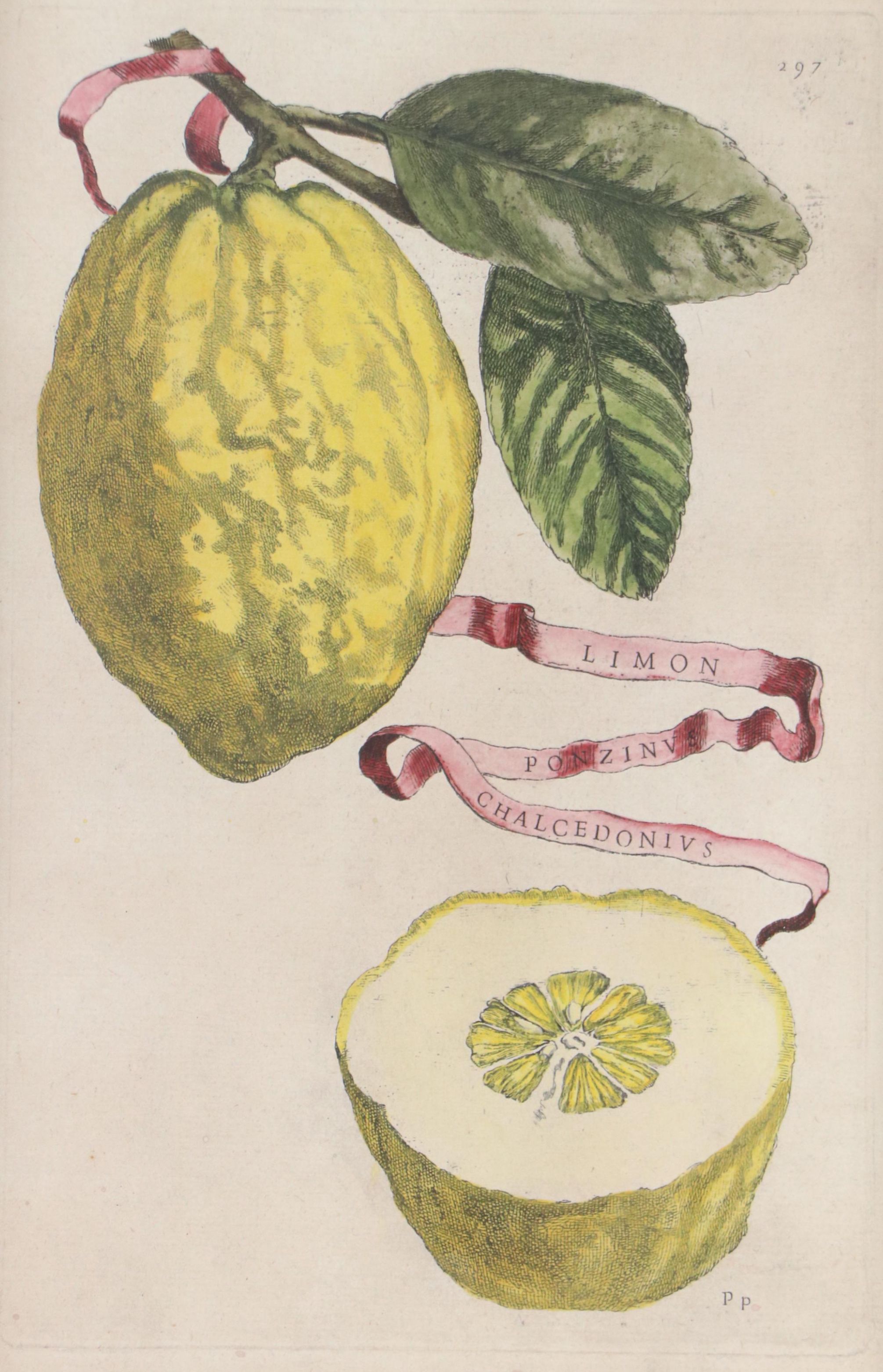 Hand-Colored Digital Reproduction After Giovanni Battista Ferrari