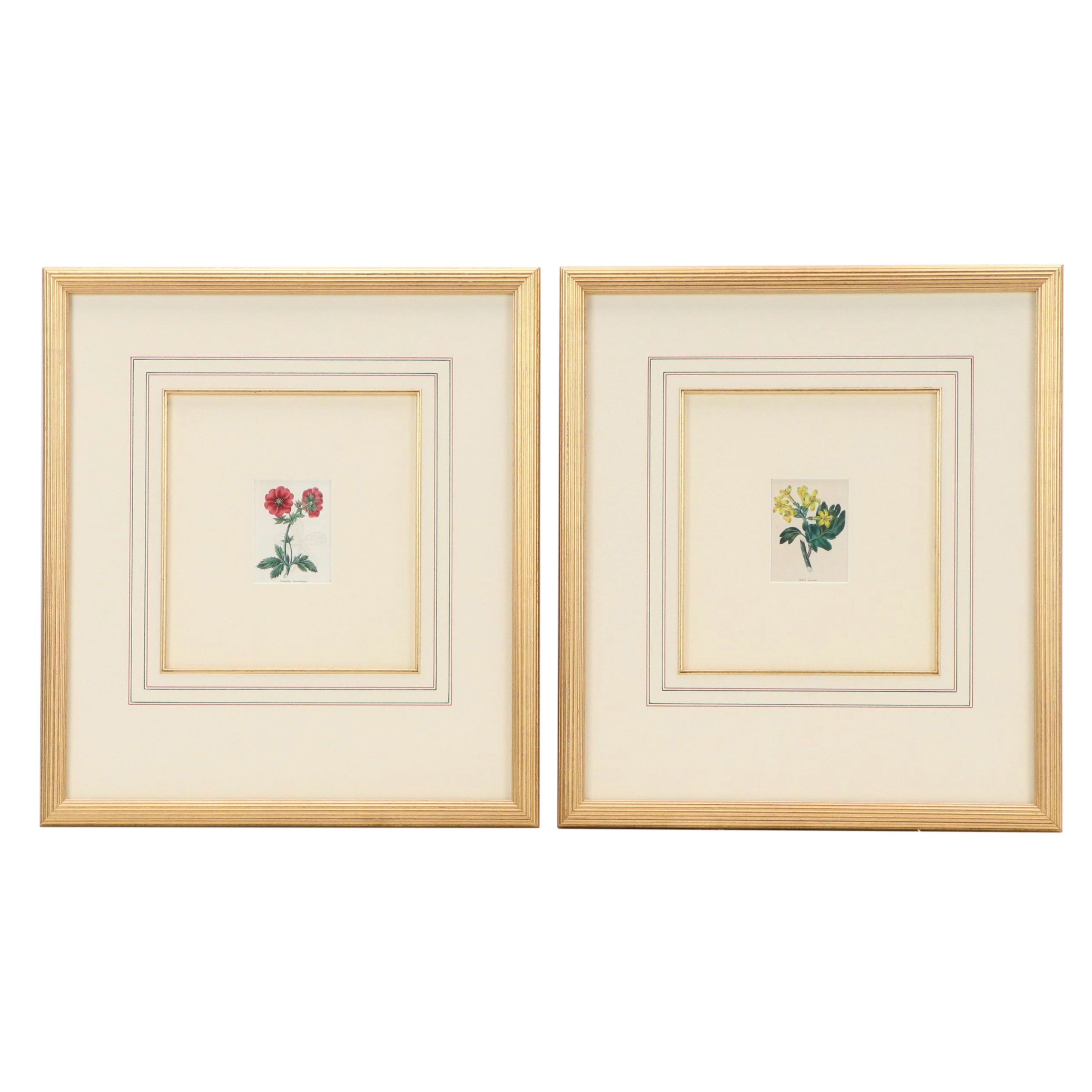 Set of Vintage Hand-Colored Botanical Engravings, Early 20th Century