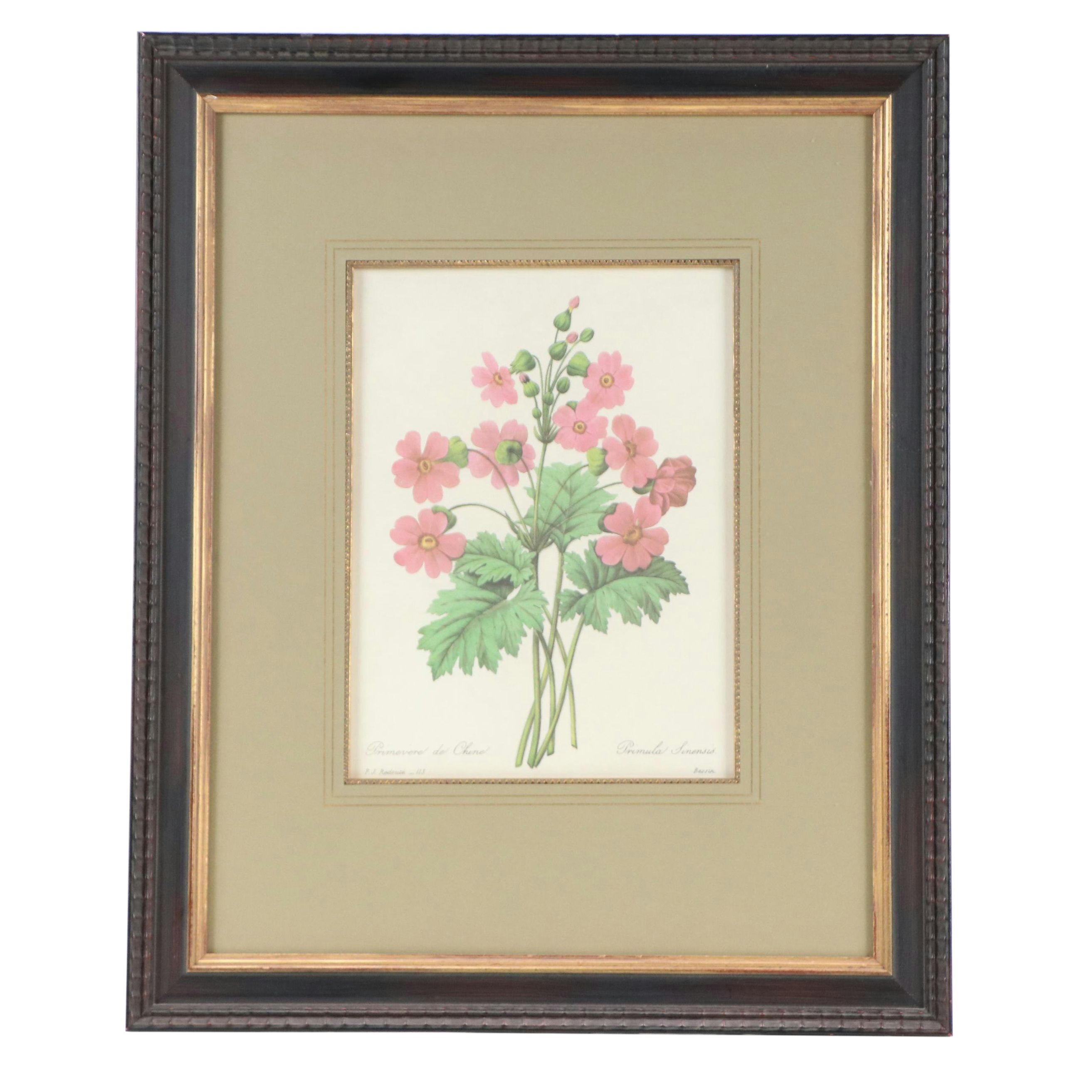 Halftone After Pierre-Joseph Redouté "Primula Sinensis," 20th Century