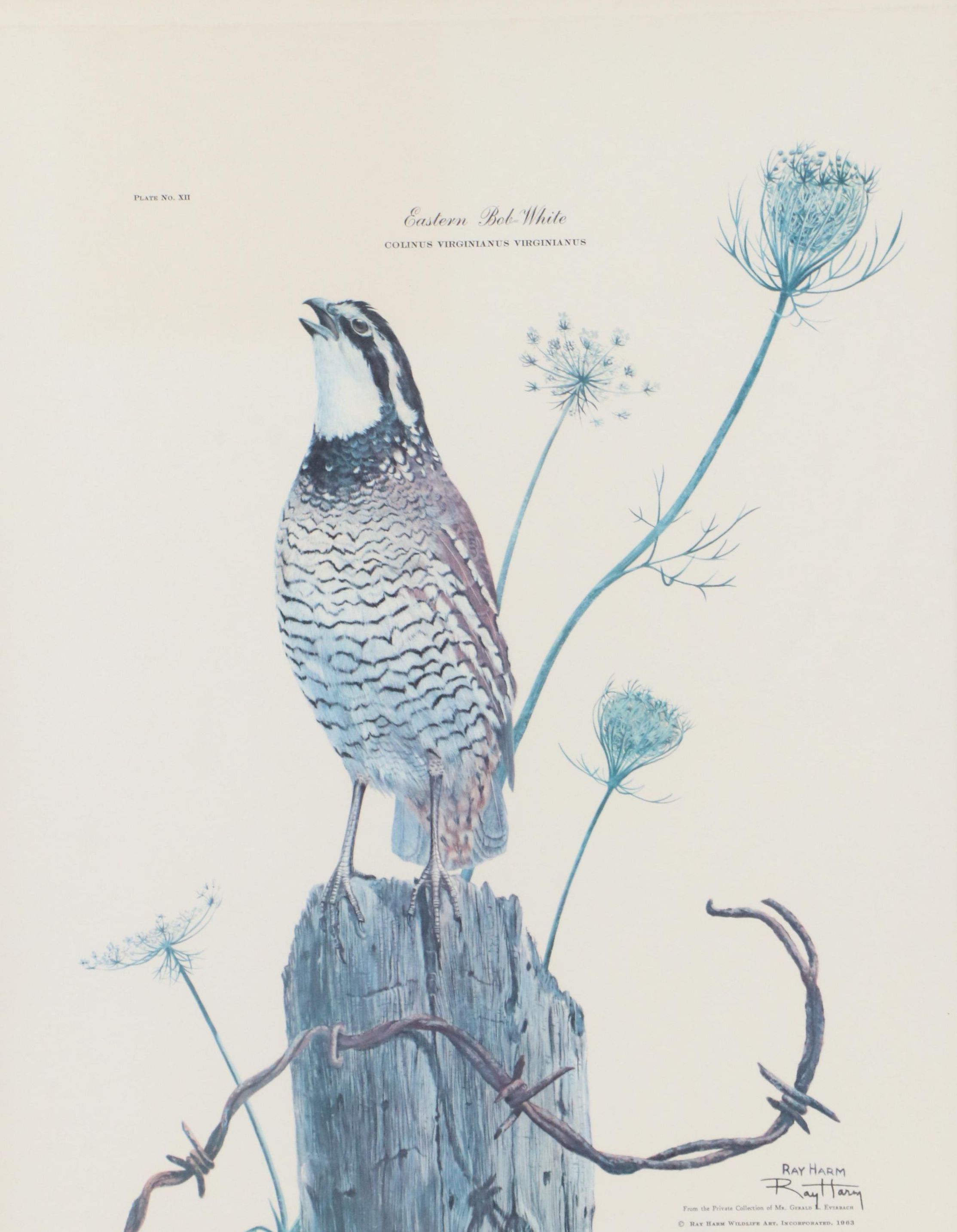 Ray Harm Offset Lithograph "Eastern Bob-White"