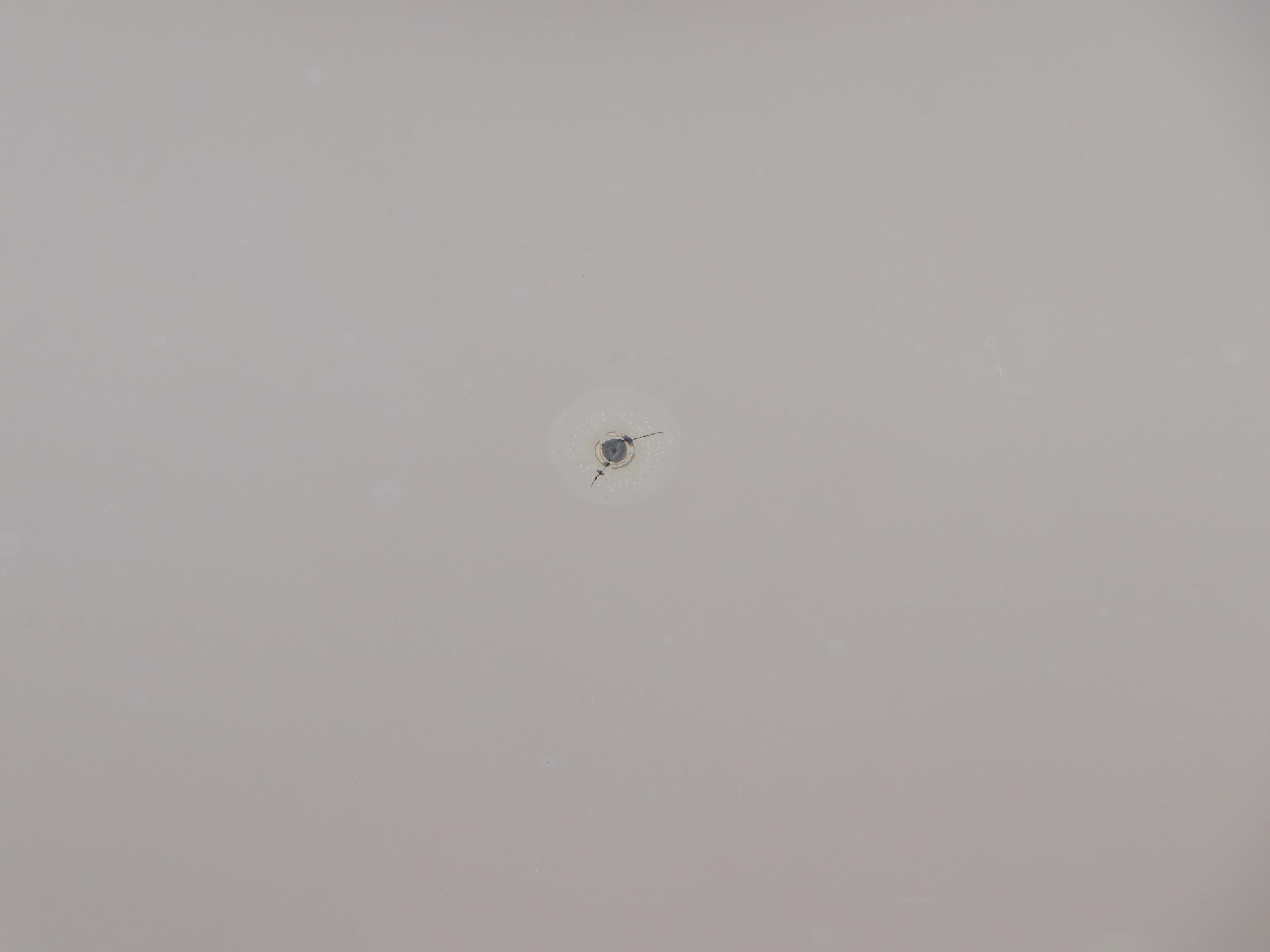 Edwardian Sycamore Two-Drawer Dresser, Early 20th Century