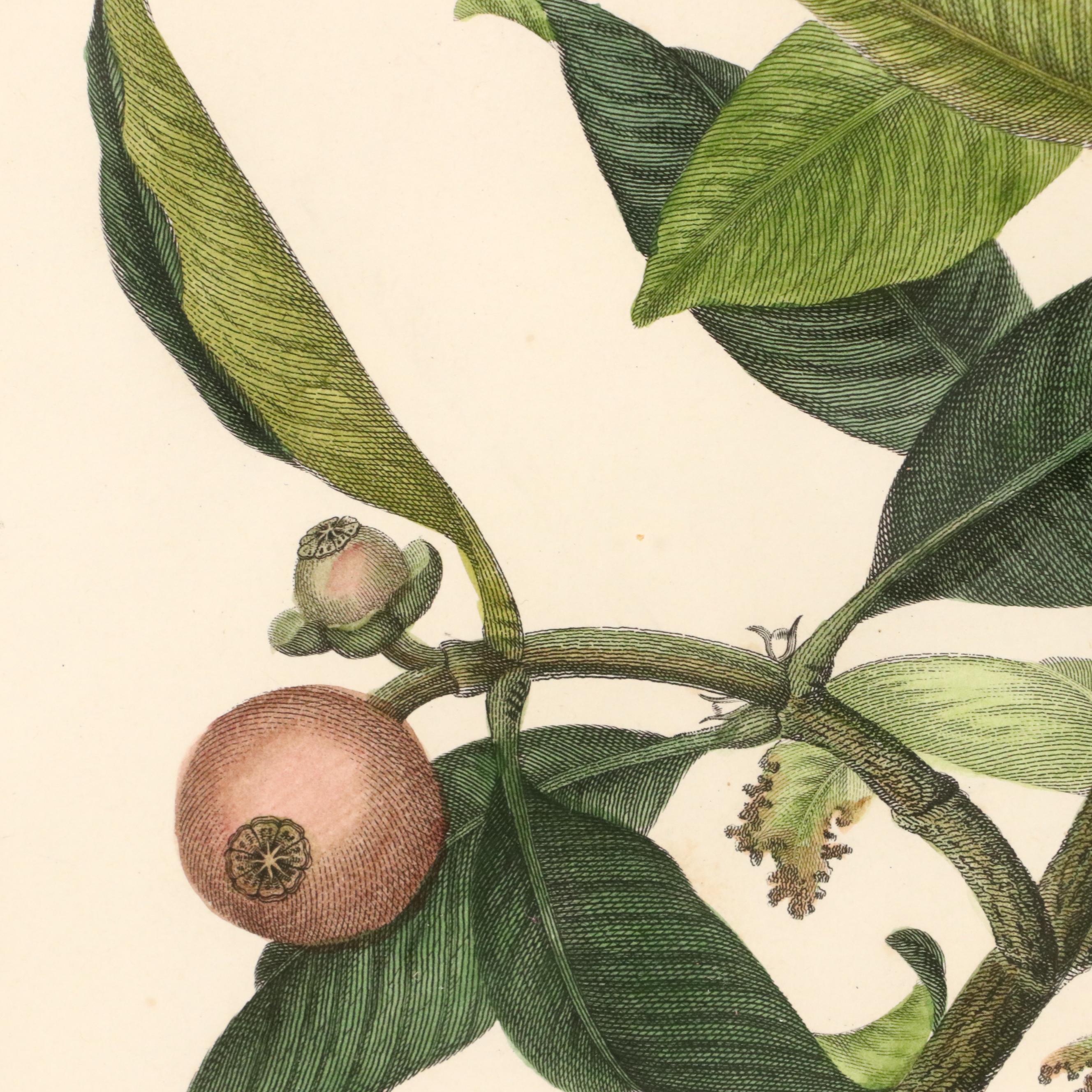 Botanical Hand-Colored Engravings Including "The Ramutan Nephelium Lappaceum"